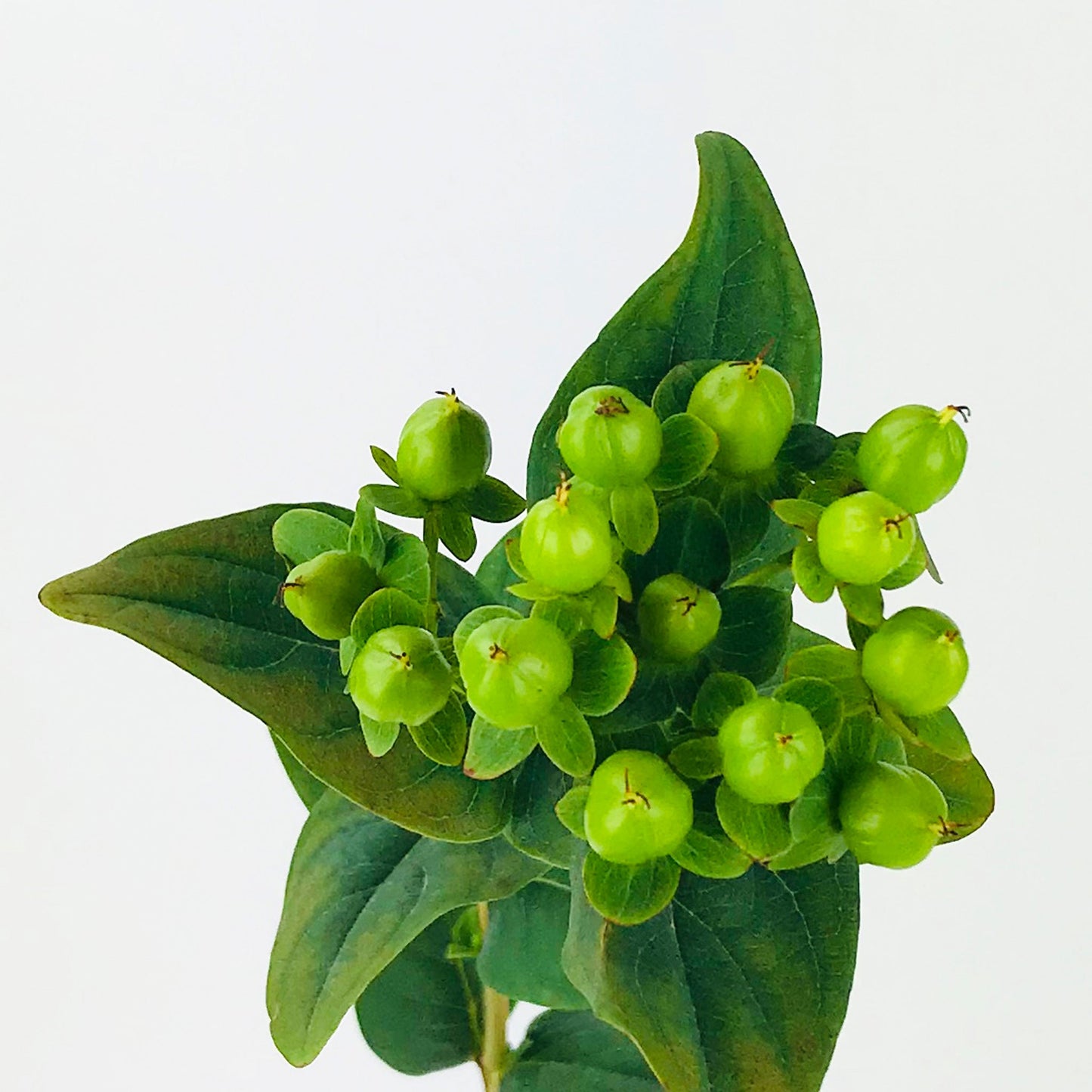 PSC-Hypericum Berry Fleuressence
