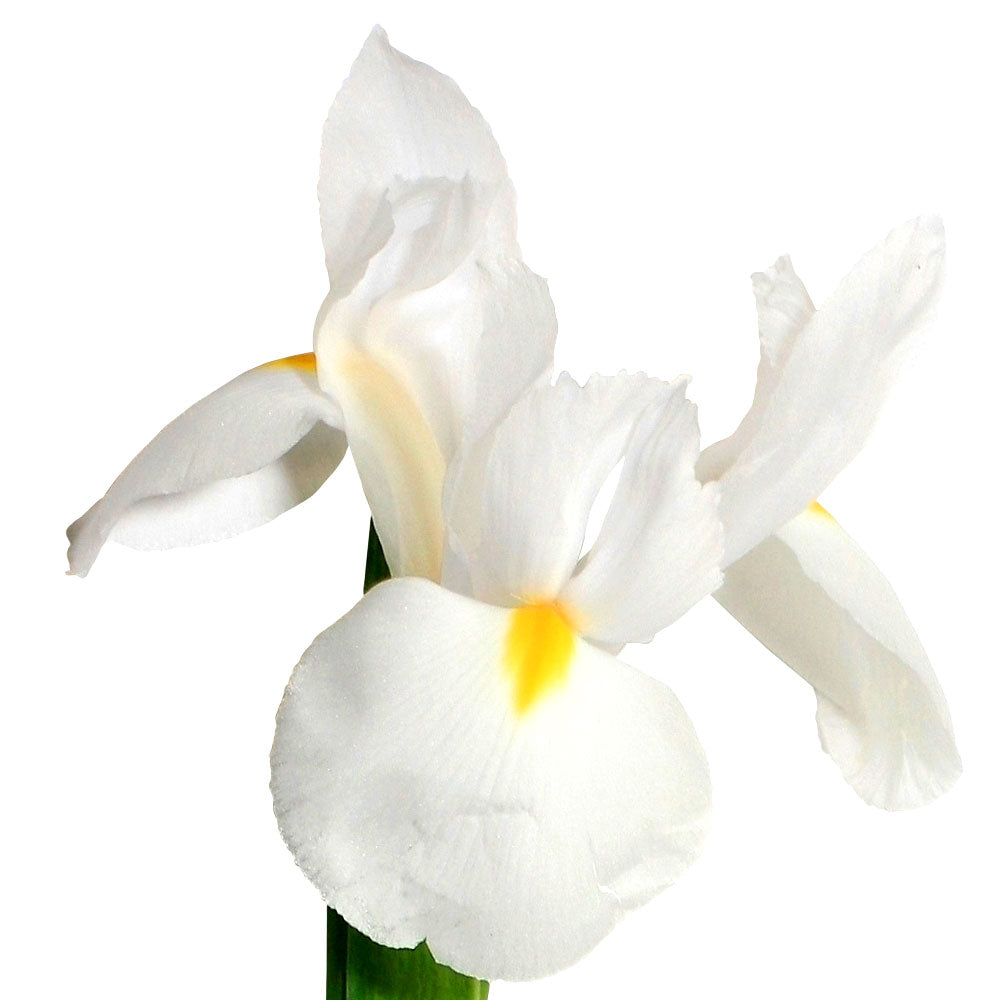 PSC-Iris Fleuressence