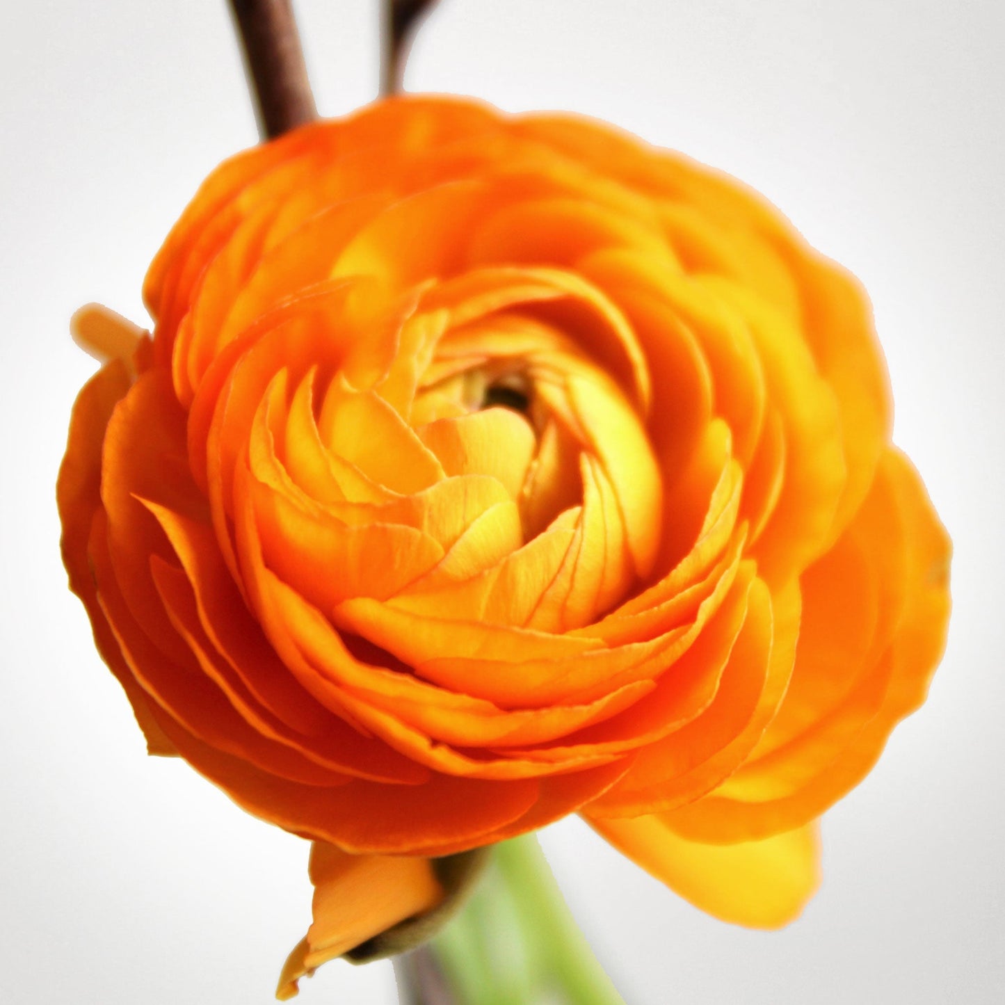 PSC-Ranunculus Fleuressence