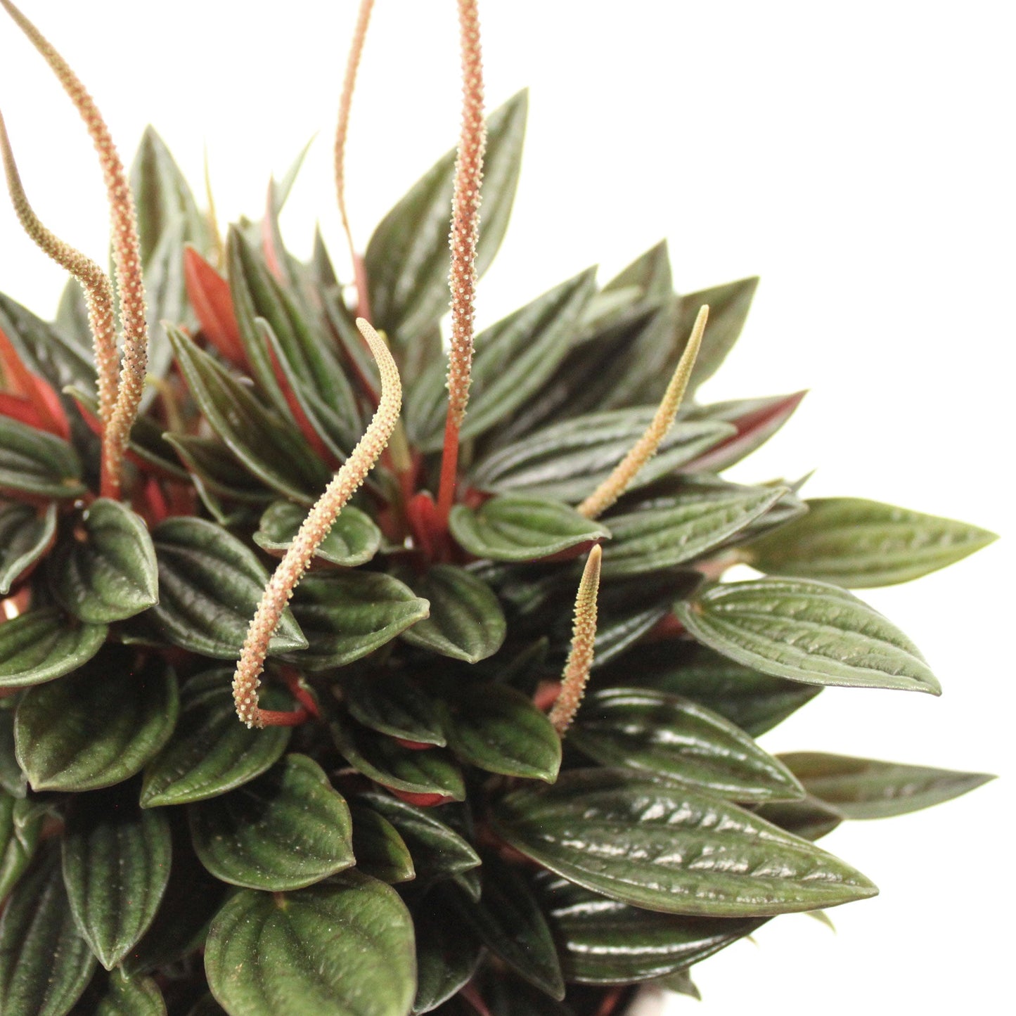 Peperomia Caperata Fleuressence