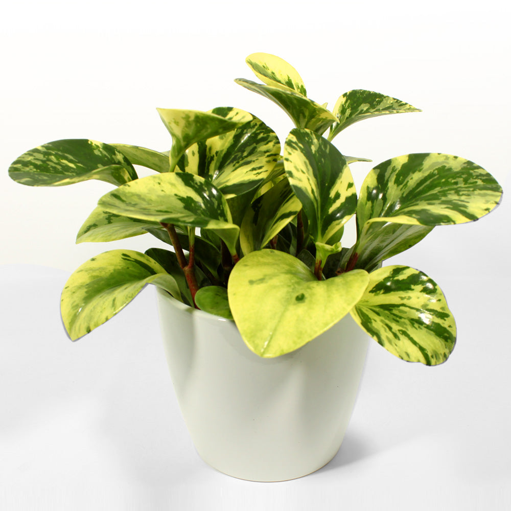 Peperomia Fleuressence