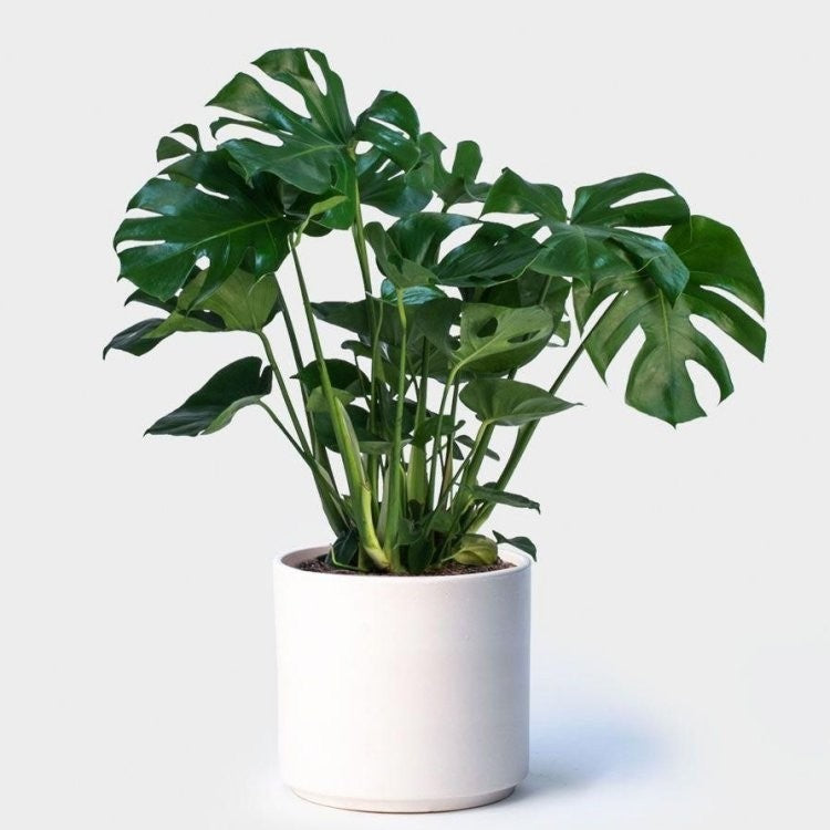 Philodendron Monstera Deliciosa Fleuressence