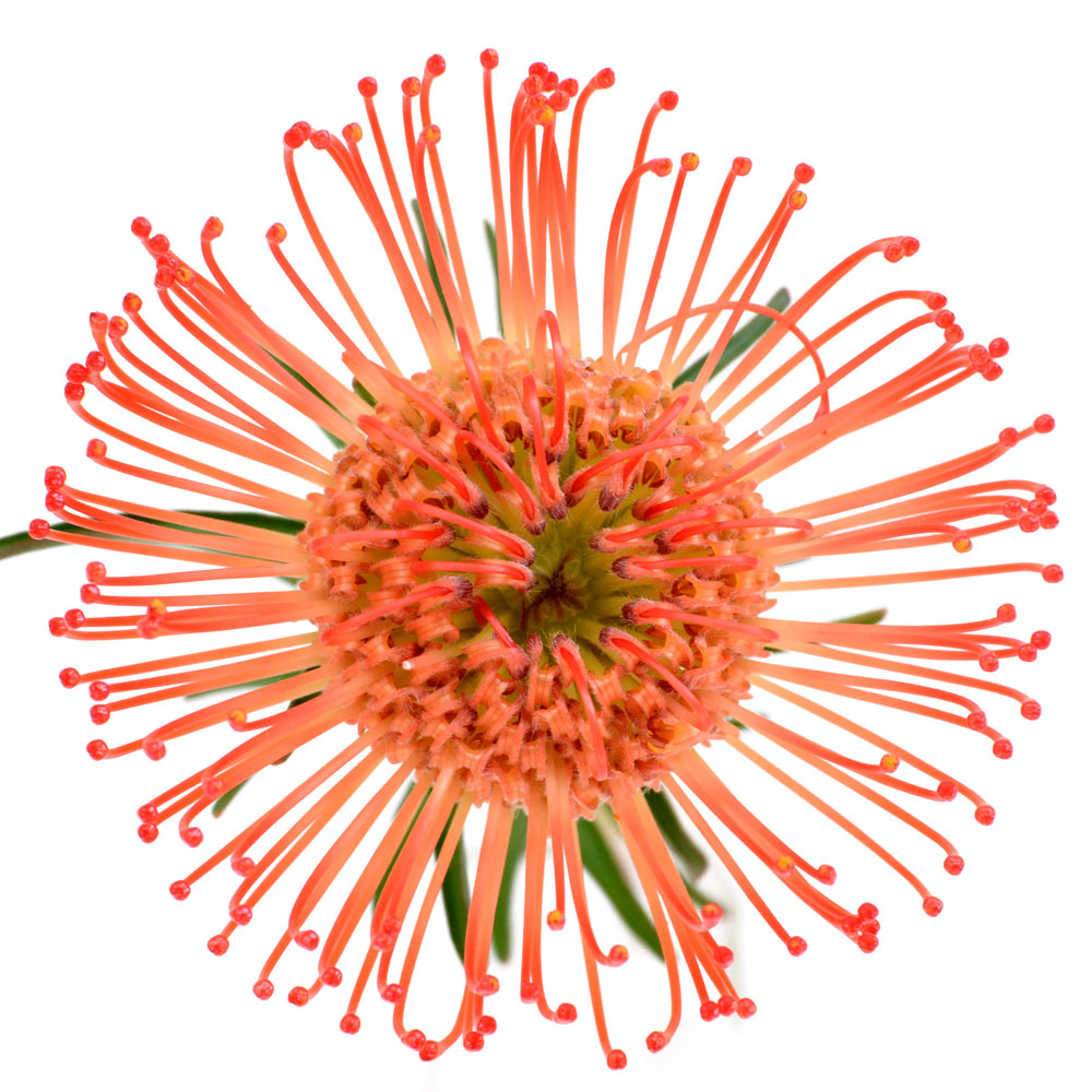 Pincushion Fleuressence