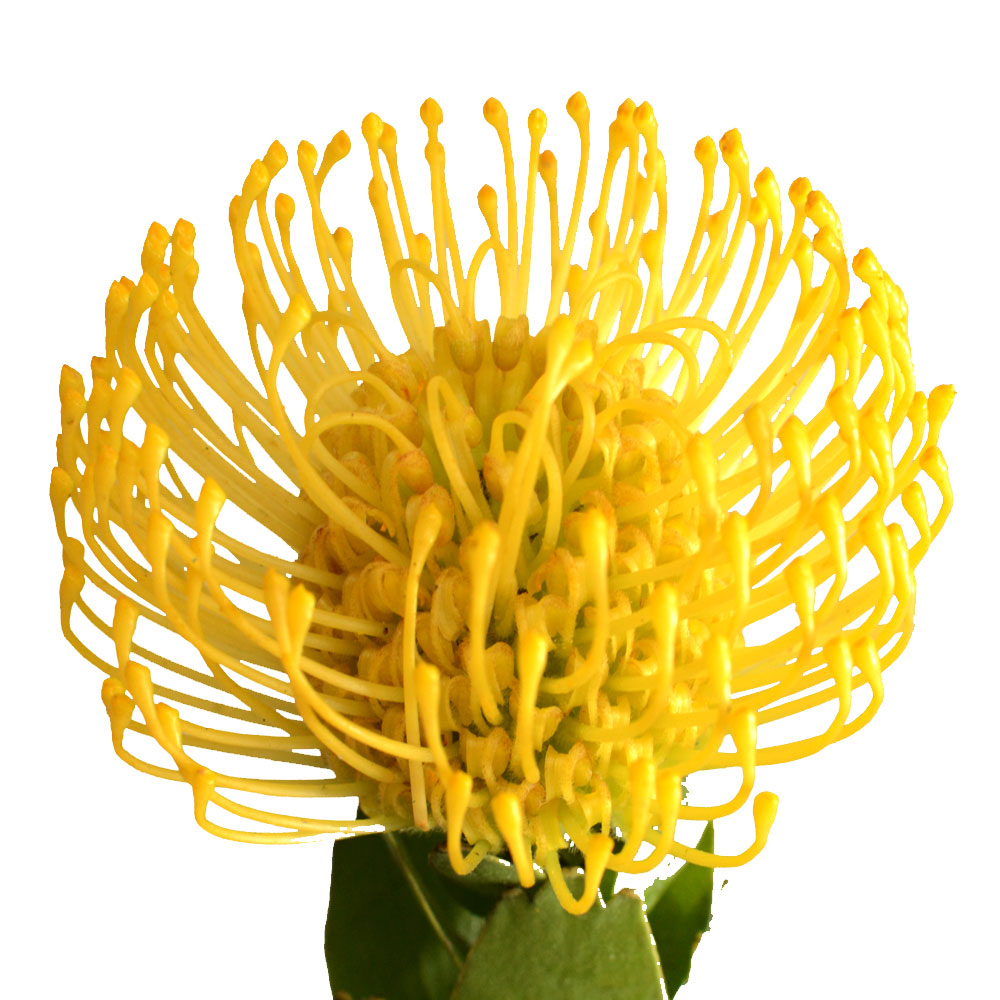Pincushion Fleuressence