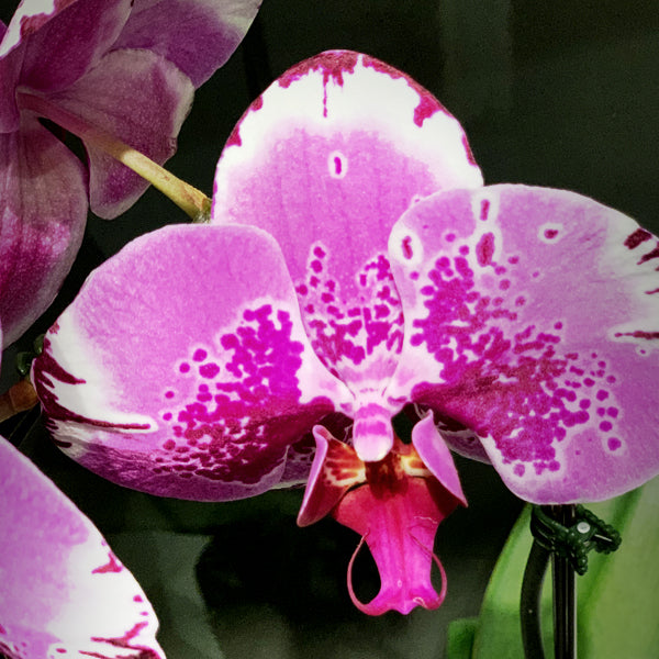 Pink Dot Single Stemmed Cascading Phalaenopsis Orchid Fleuressence