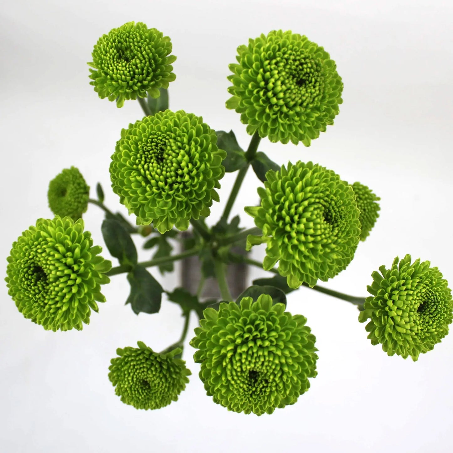 Pom Pom Fleuressence