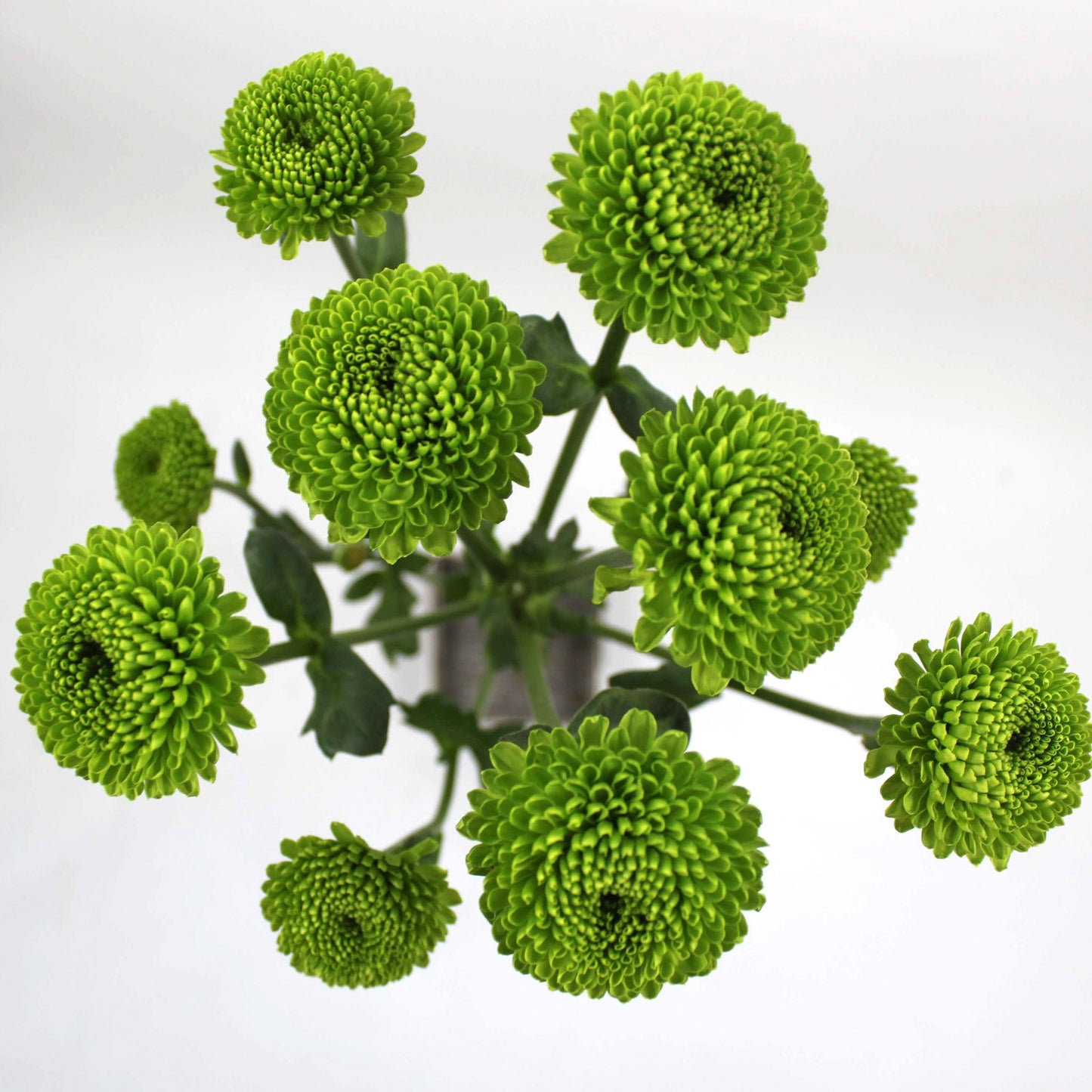 Pom Pom Fleuressence