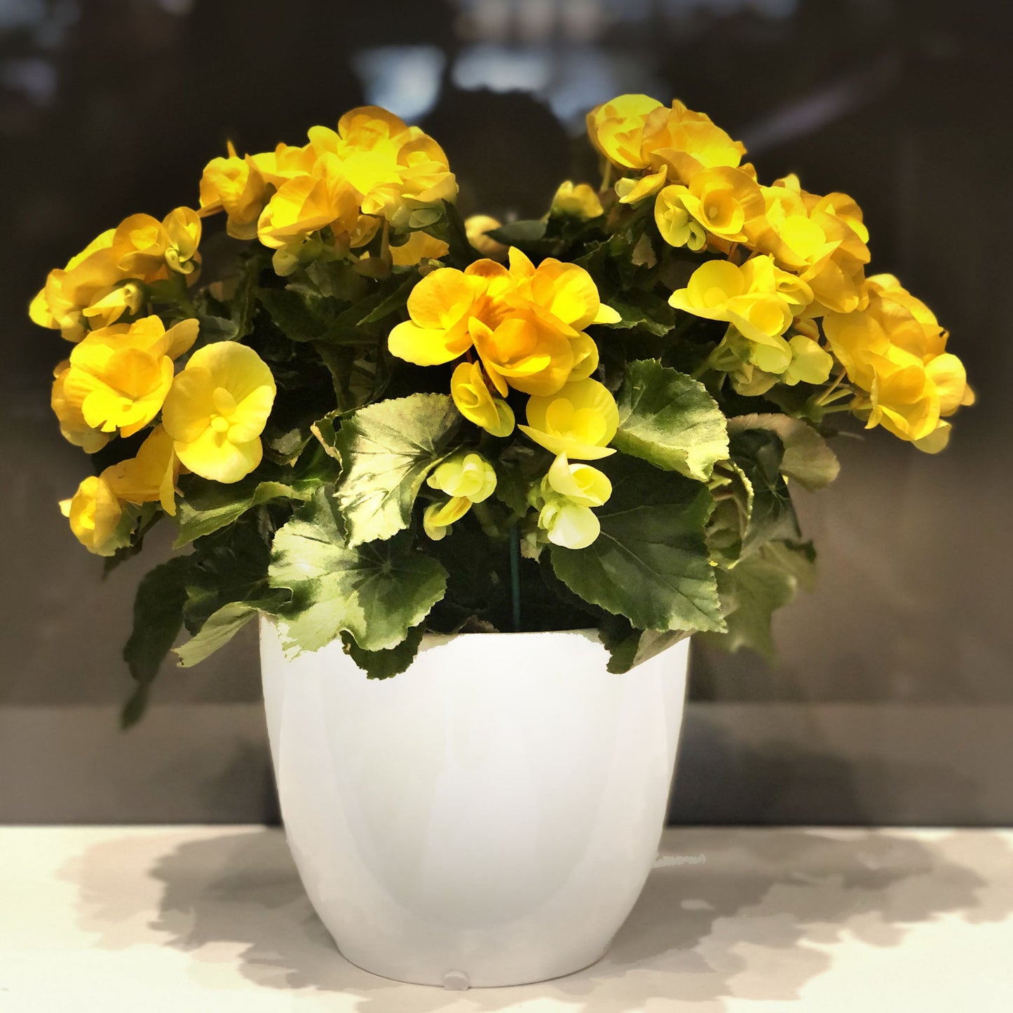Rieger Begonia Fleuressence