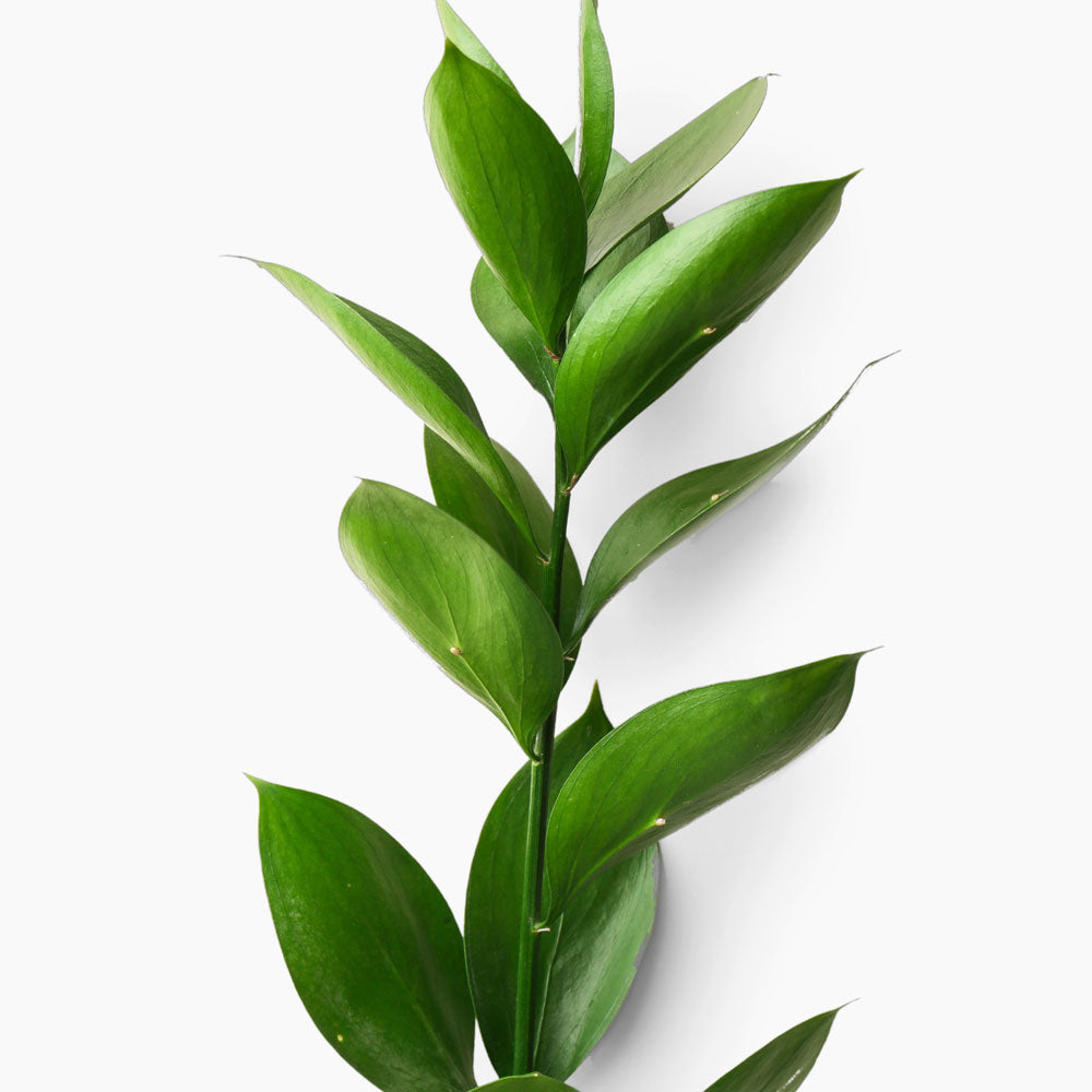 Ruscus Fleuressence