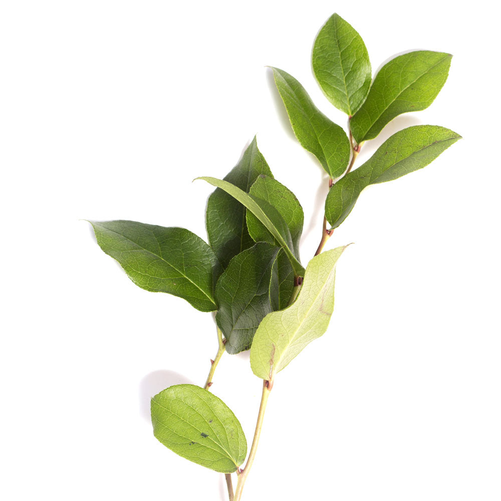 Salal Fleuressence