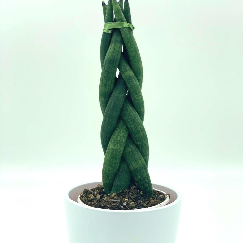 Sansevieria Cylindrica Fleuressence