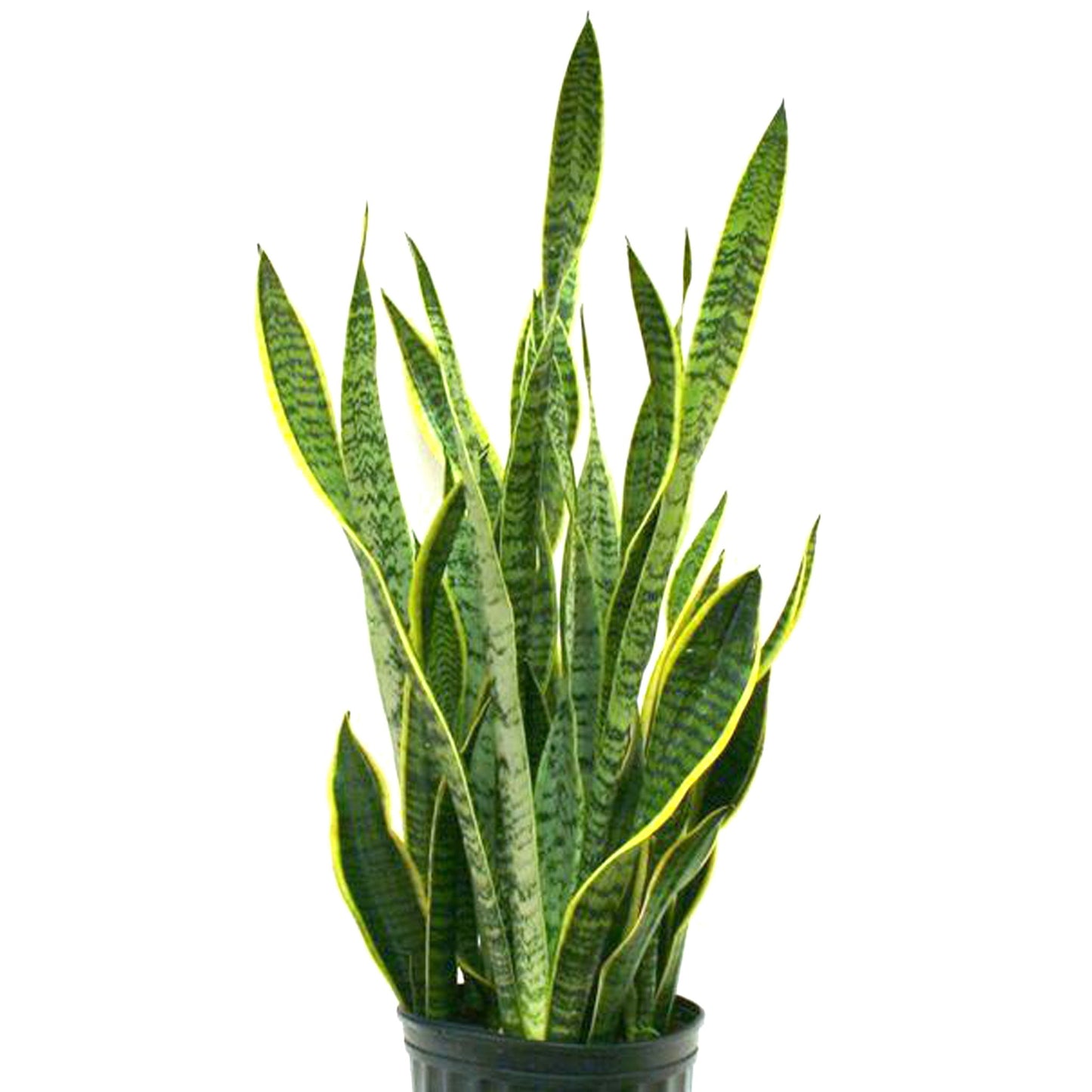 Sansevieria Fleuressence