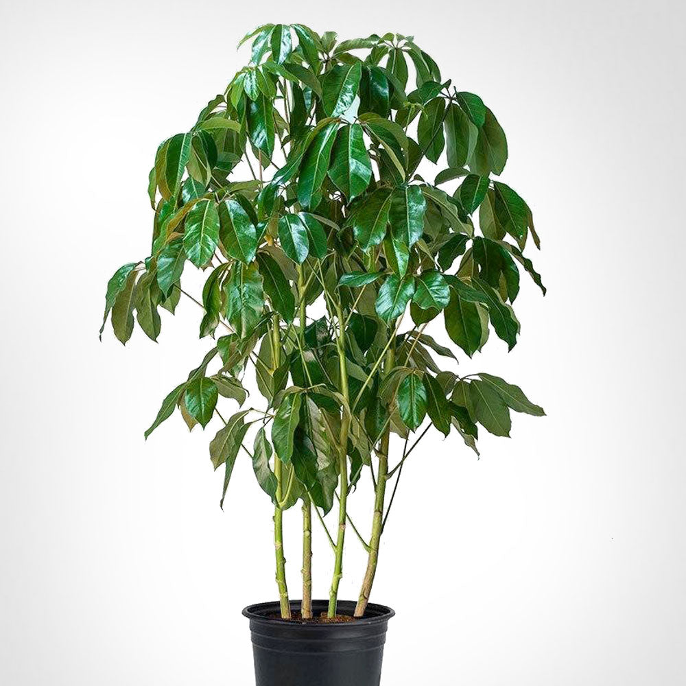 Schefflera Amate Fleuressence