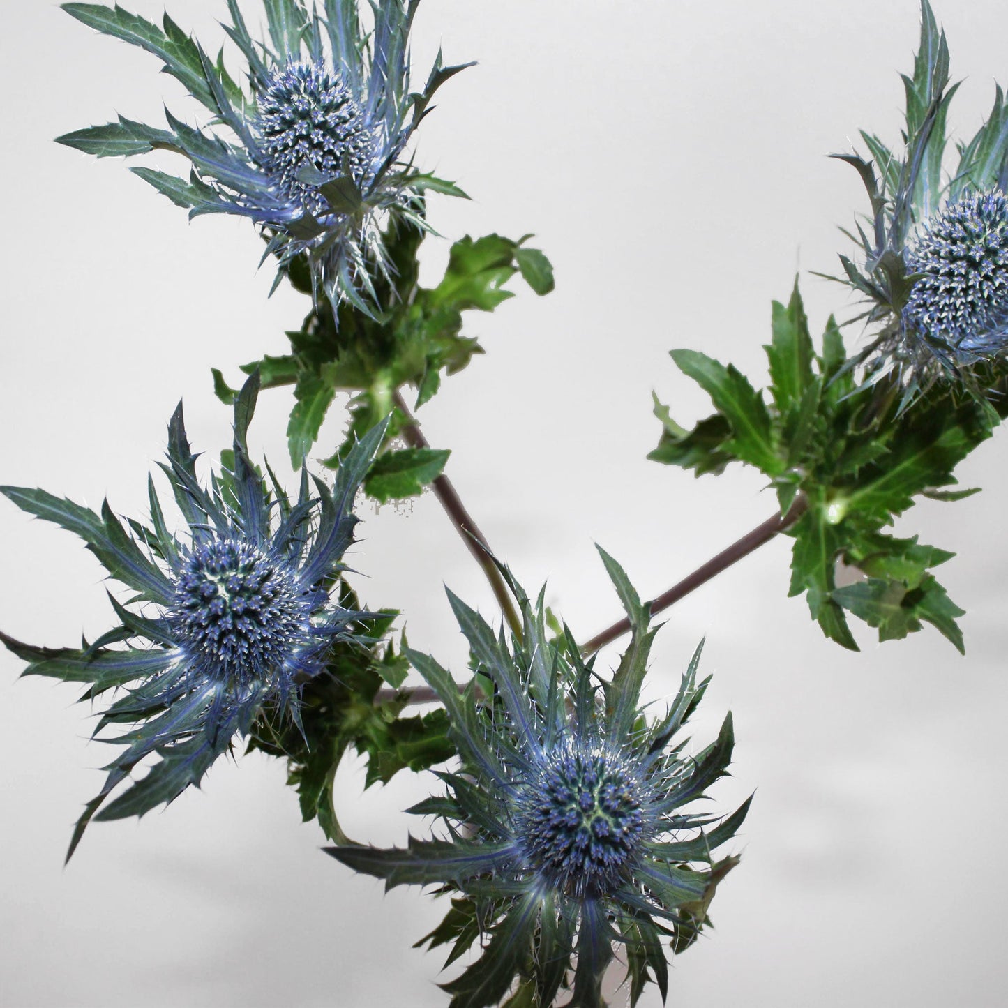 Sea Holly Fleuressence