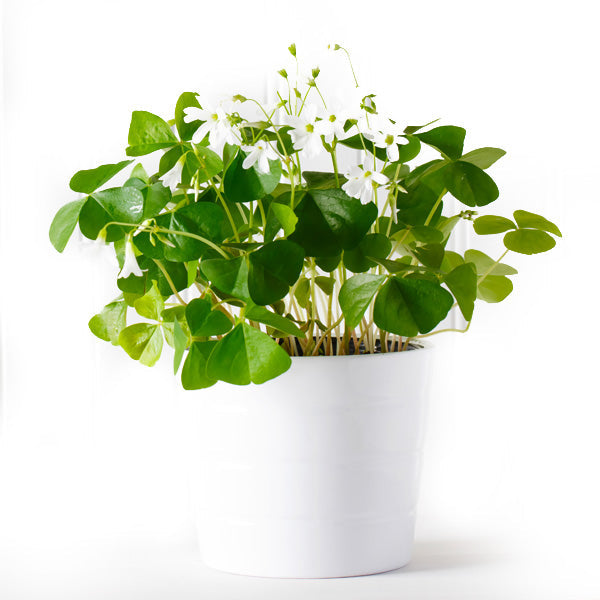 Shamrock Fleuressence