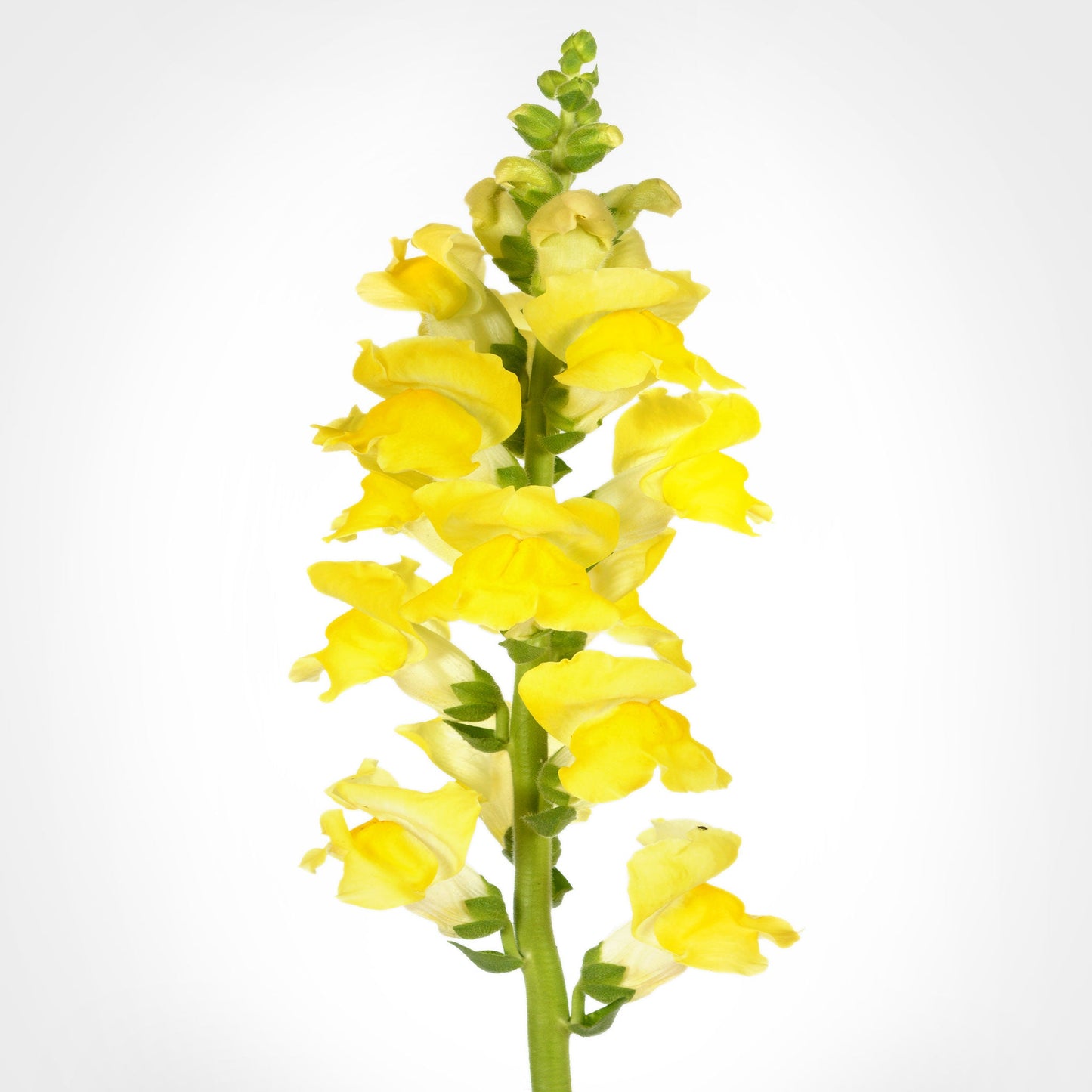 Snap Dragon ( Mufflier ) Fleuressence