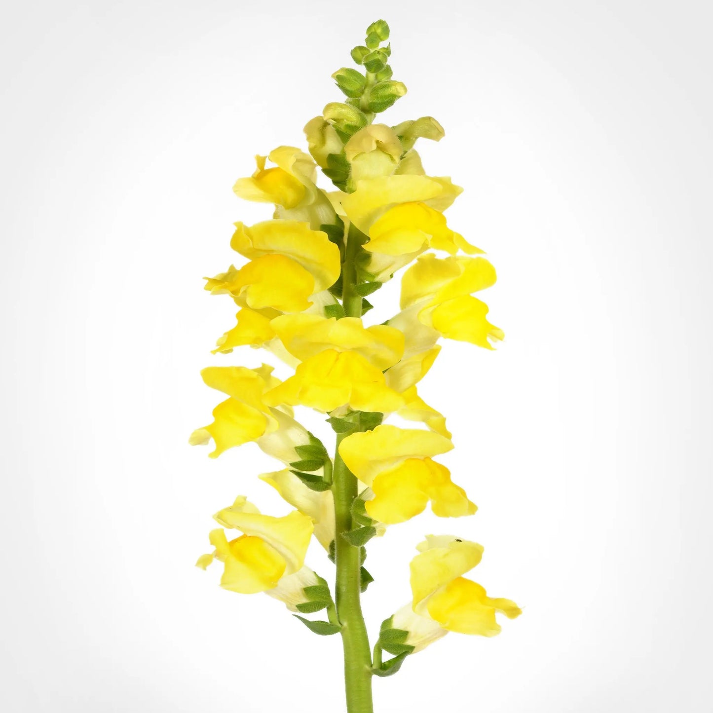 Snapdragon Fleuressence