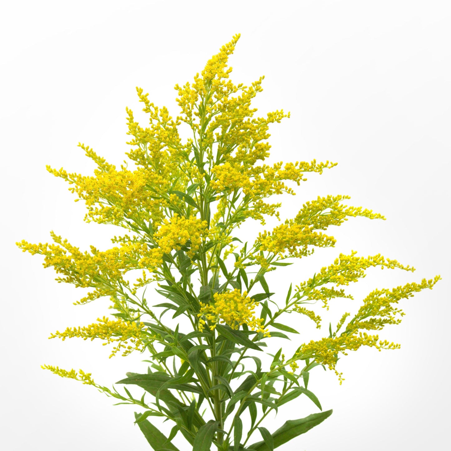 Solidago Fleuressence