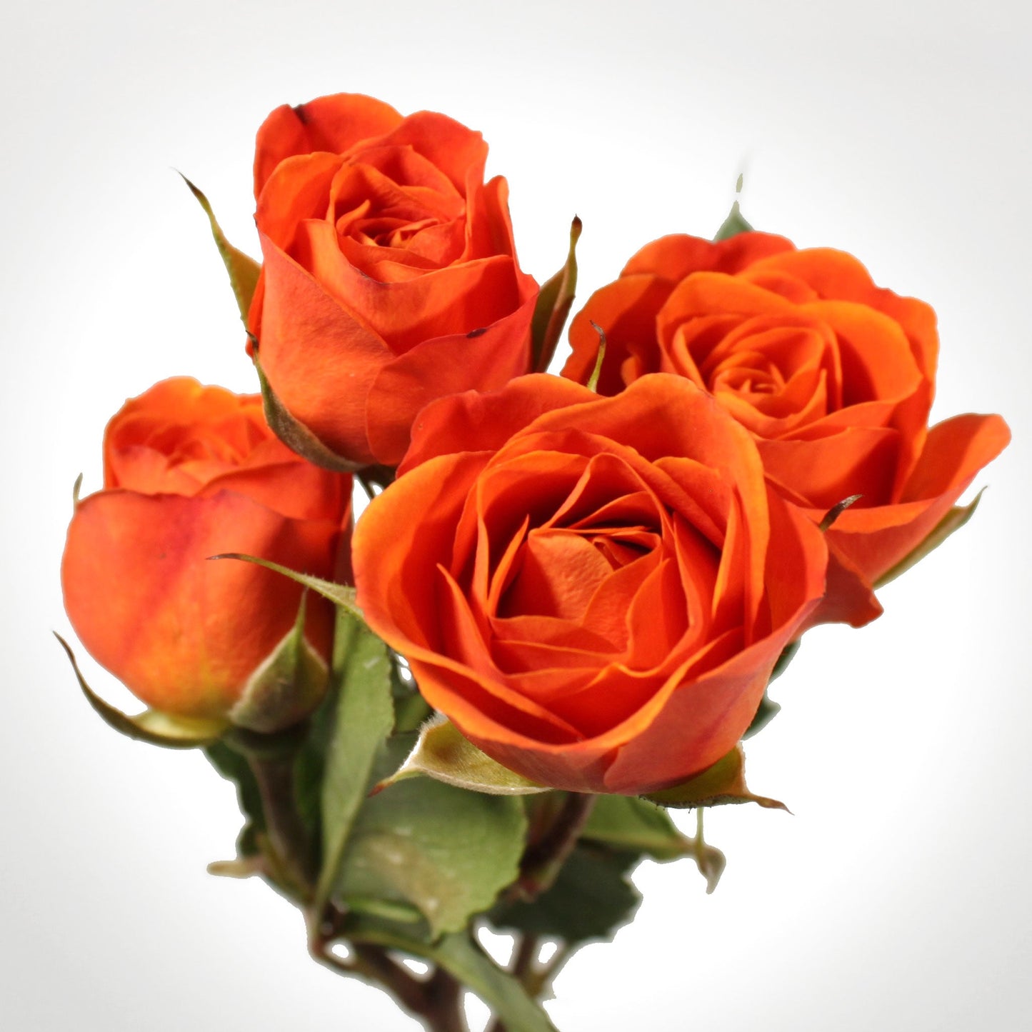Spray Rose Fleuressence