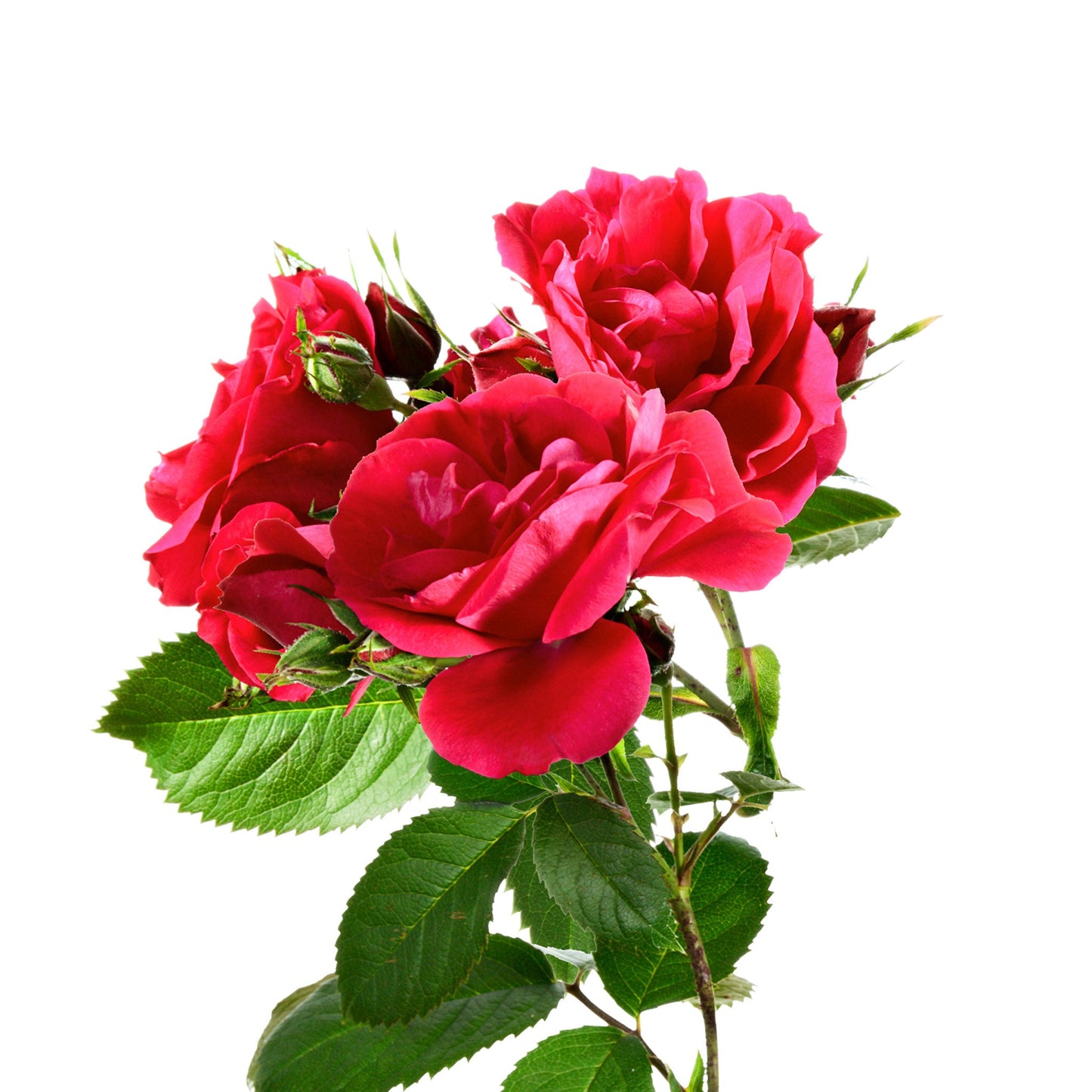 Spray Rose Fleuressence