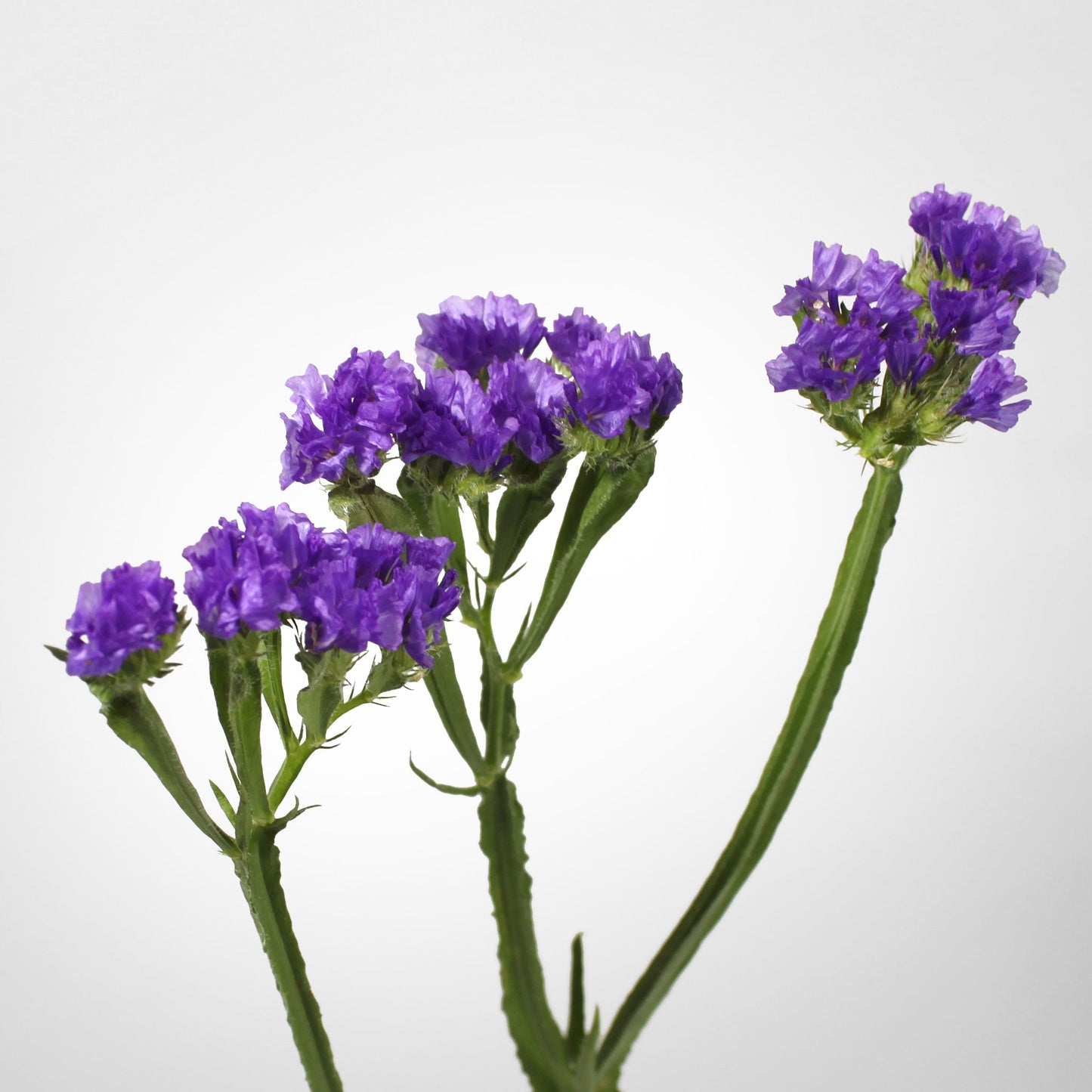 Statice Fleuressence