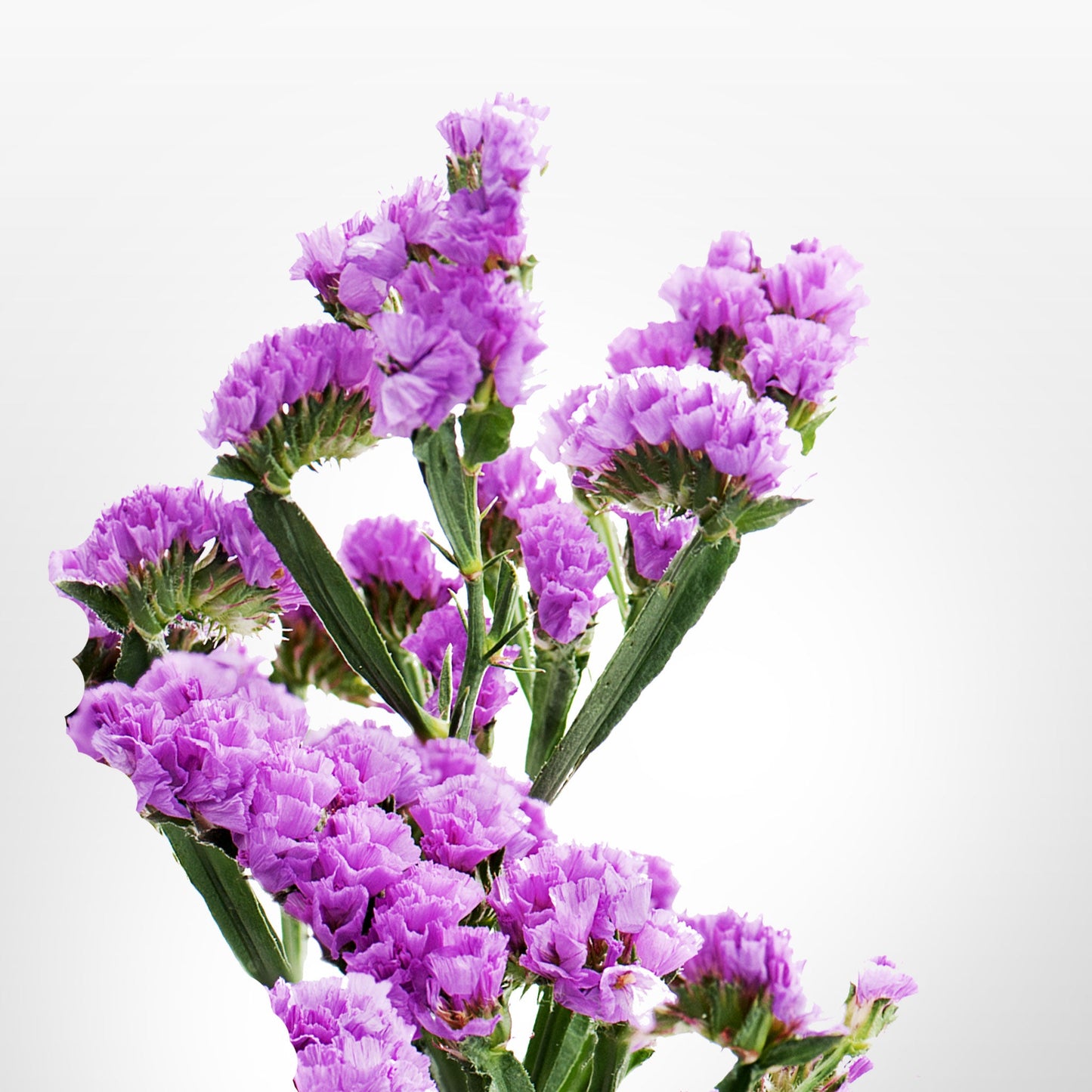 Statice Fleuressence