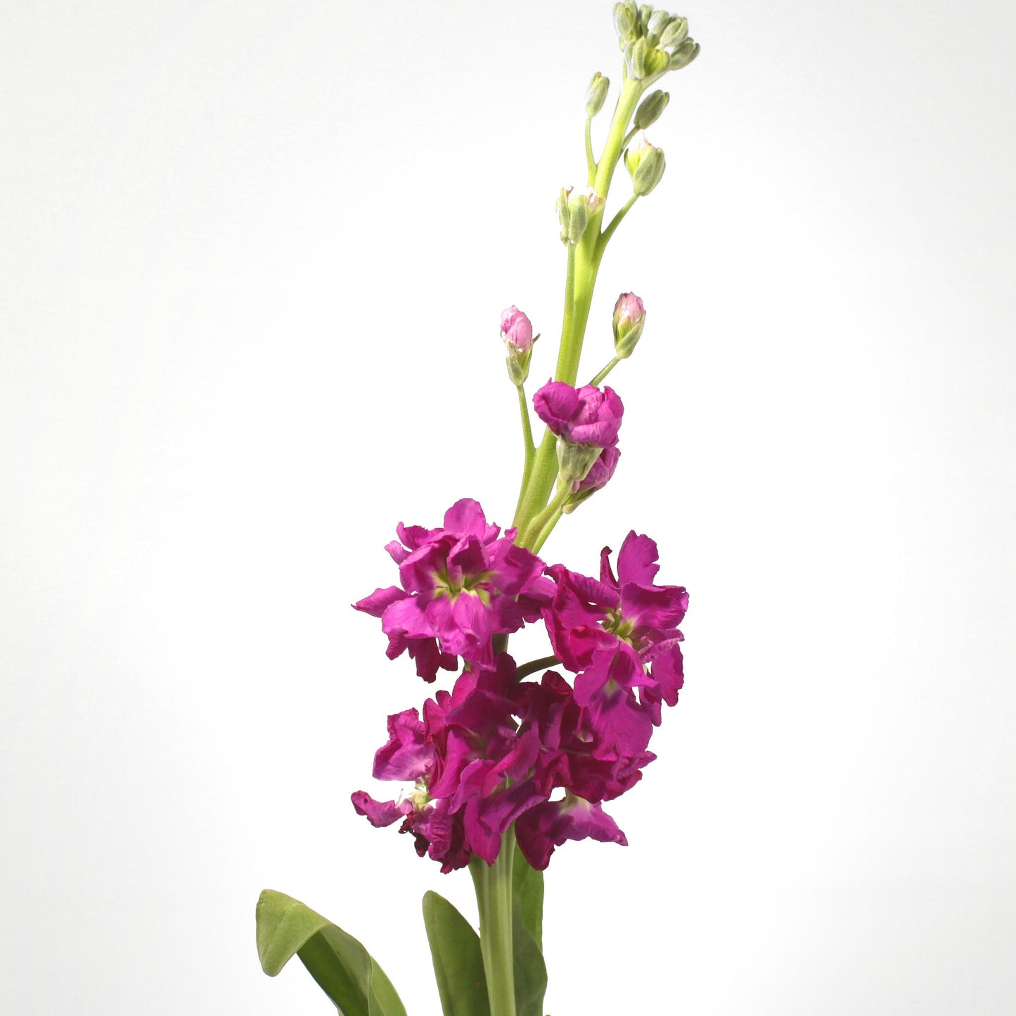 Stock Fleuressence