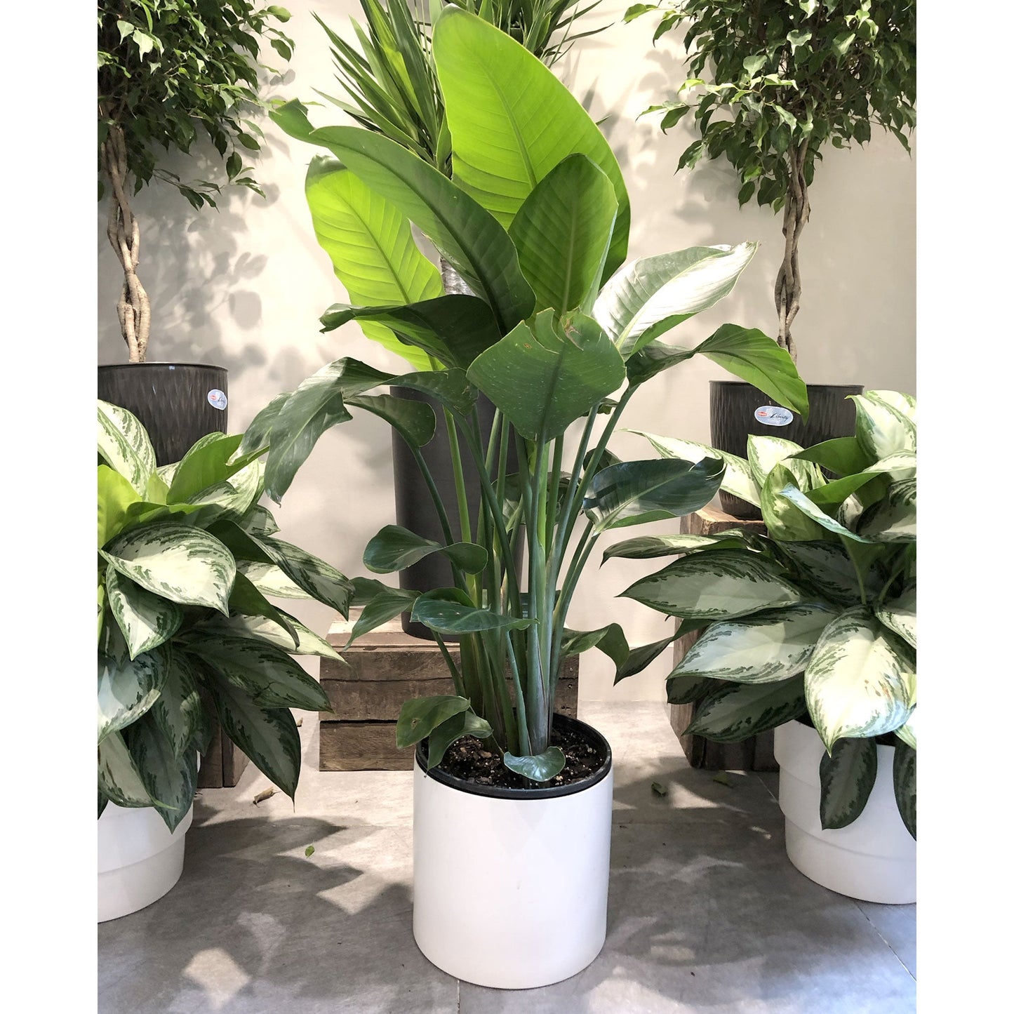 Strelitzia - Bird of Paradise Fleuressence