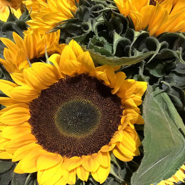 Sun Flower Bouquet Fleuressence