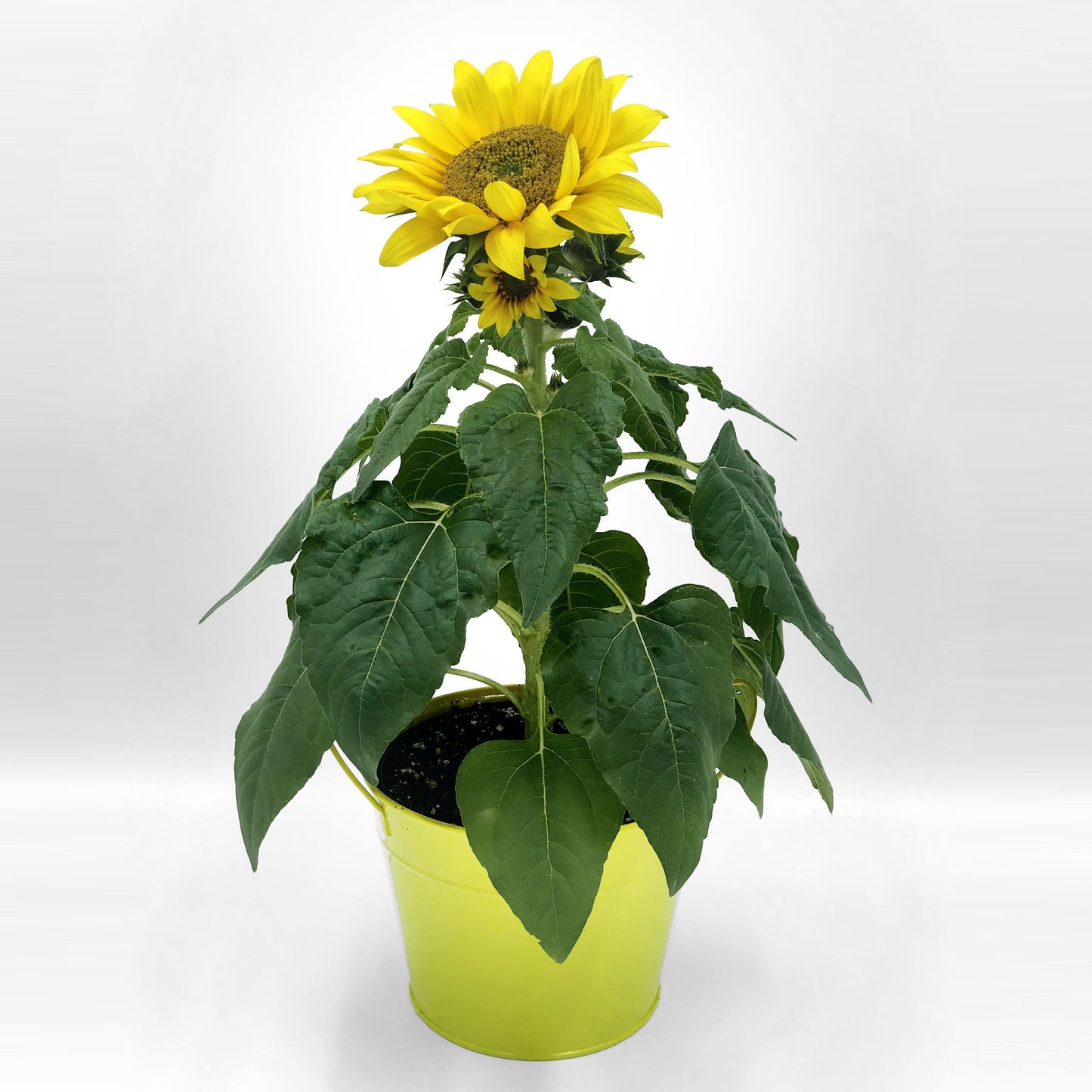 Sunflower Fleuressence