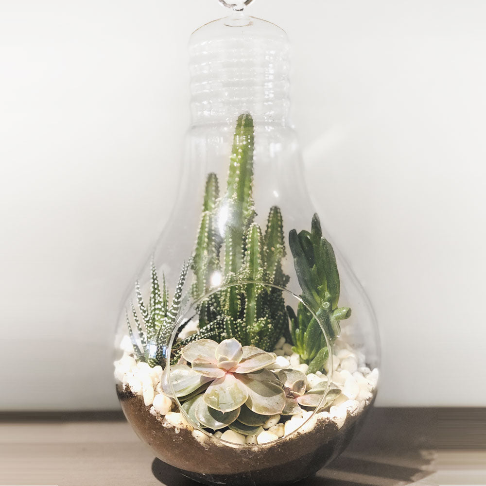 Terrarium Arrangement T2 Fleuressence