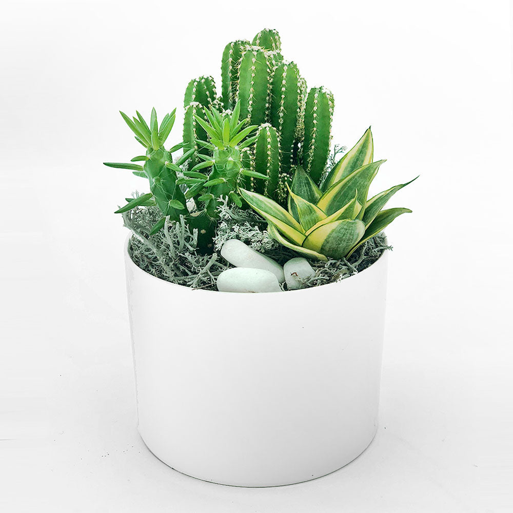 Terrarium Arrangement T3 Fleuressence