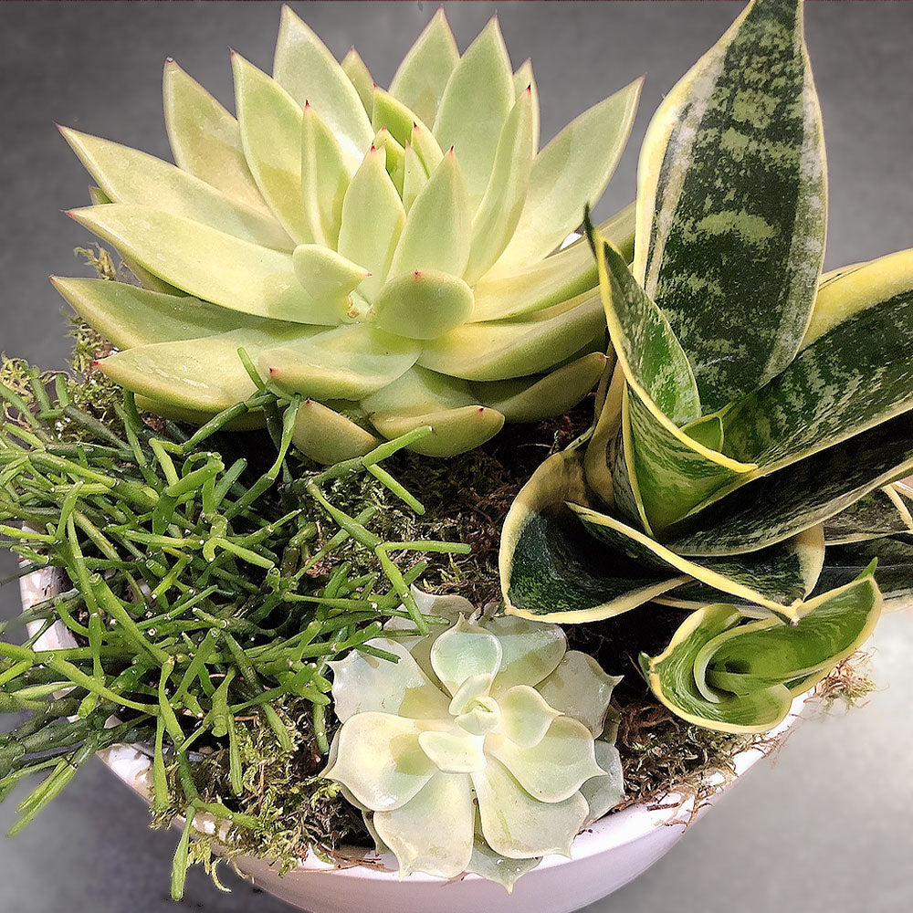 Terrarium Arrangement T4A Fleuressence