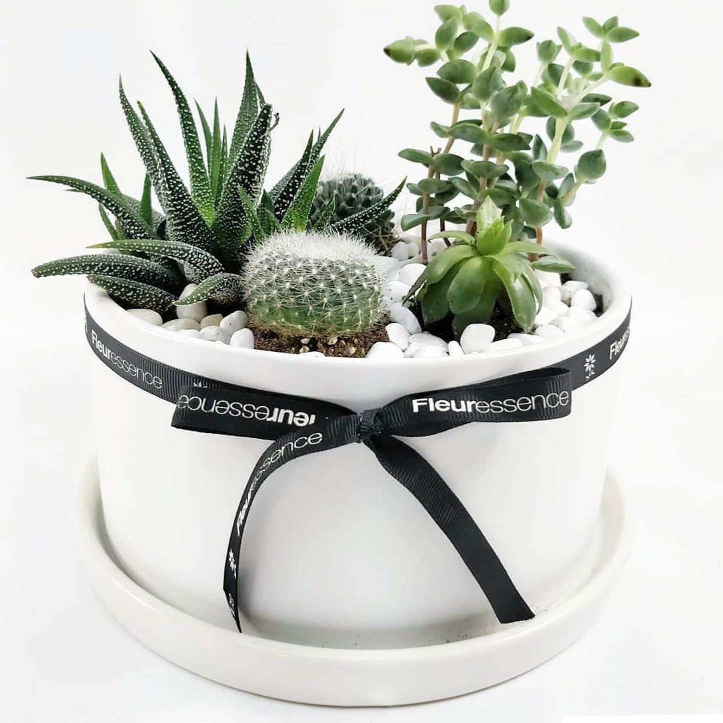 Terrarium Arrangement T4B Fleuressence