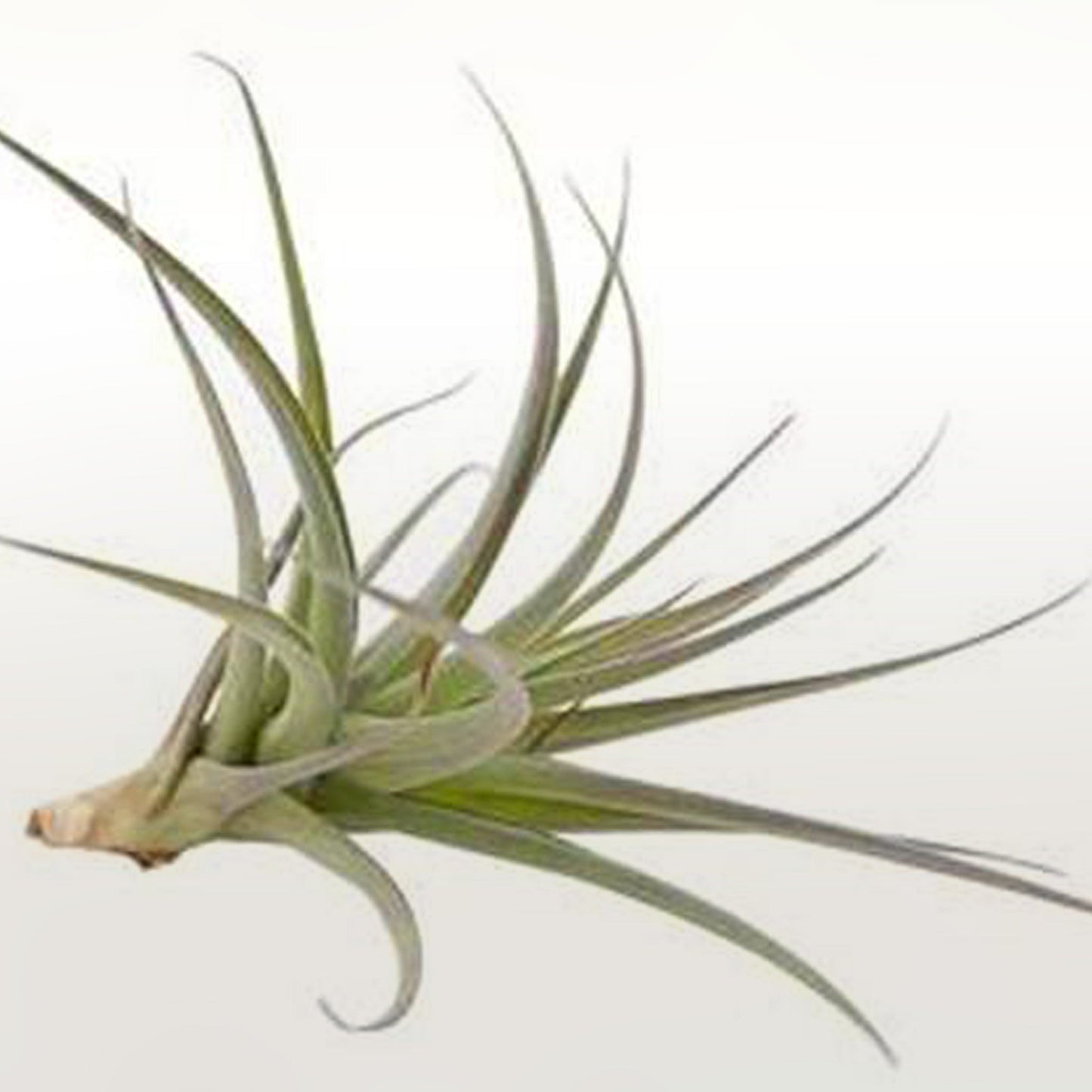 Tilandsia Fleuressence