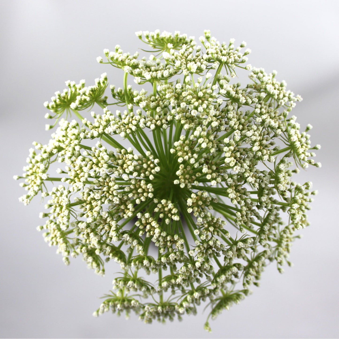 Trachelium Fleuressence