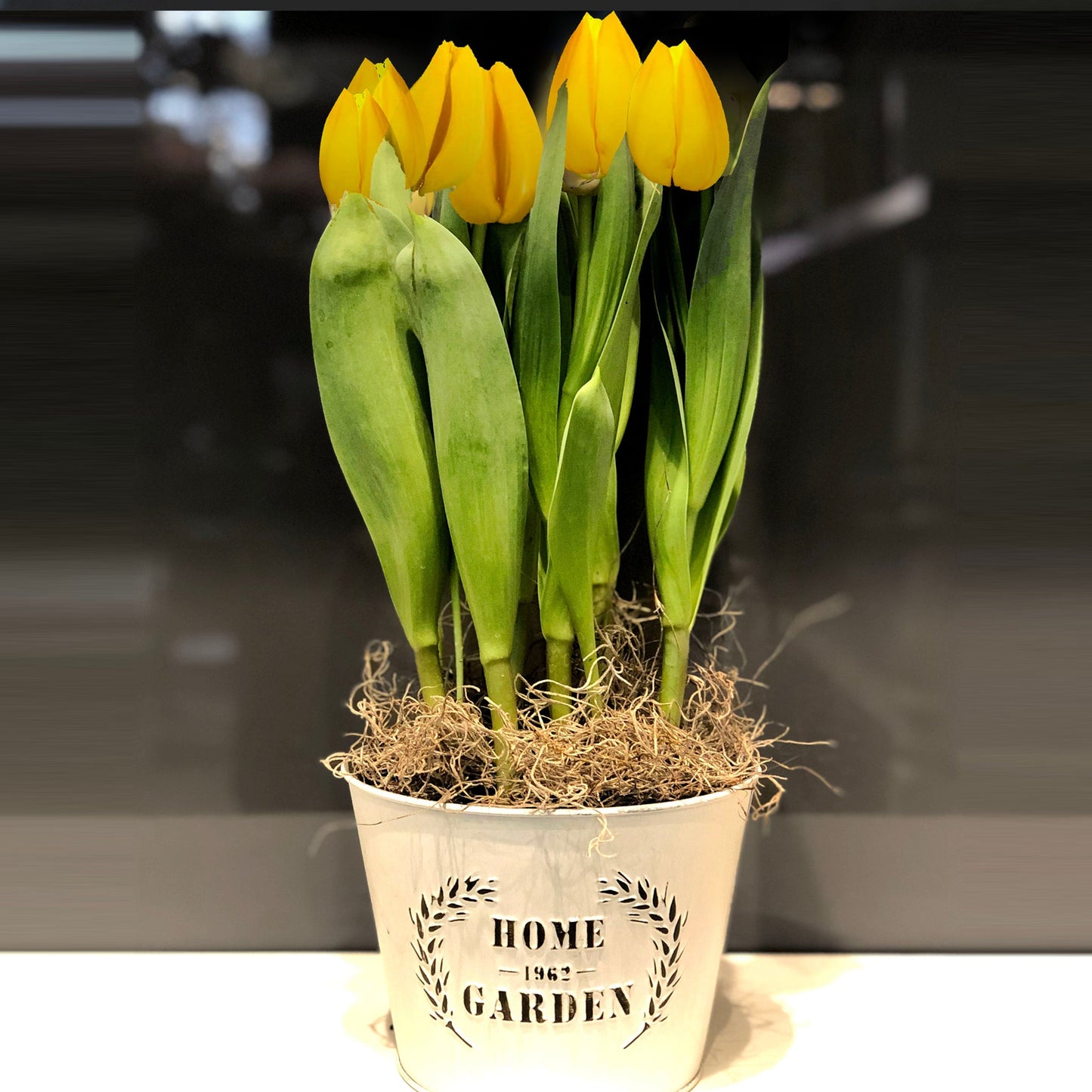 Tulip Plant Fleuressence