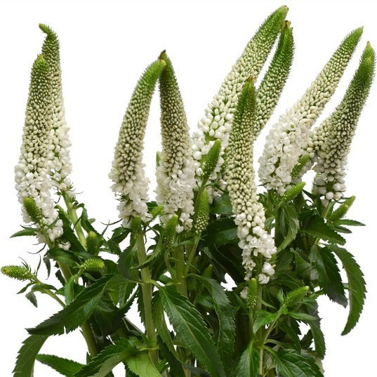 Veronica Fleuressence