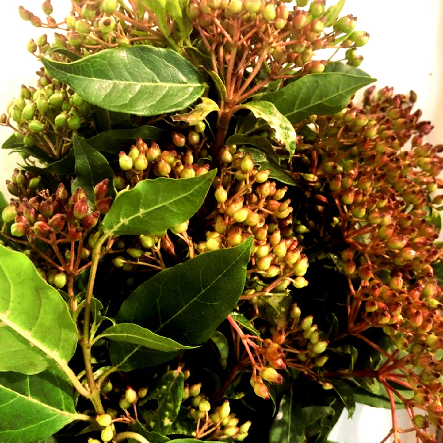 Viburnum Fruit Fleuressence