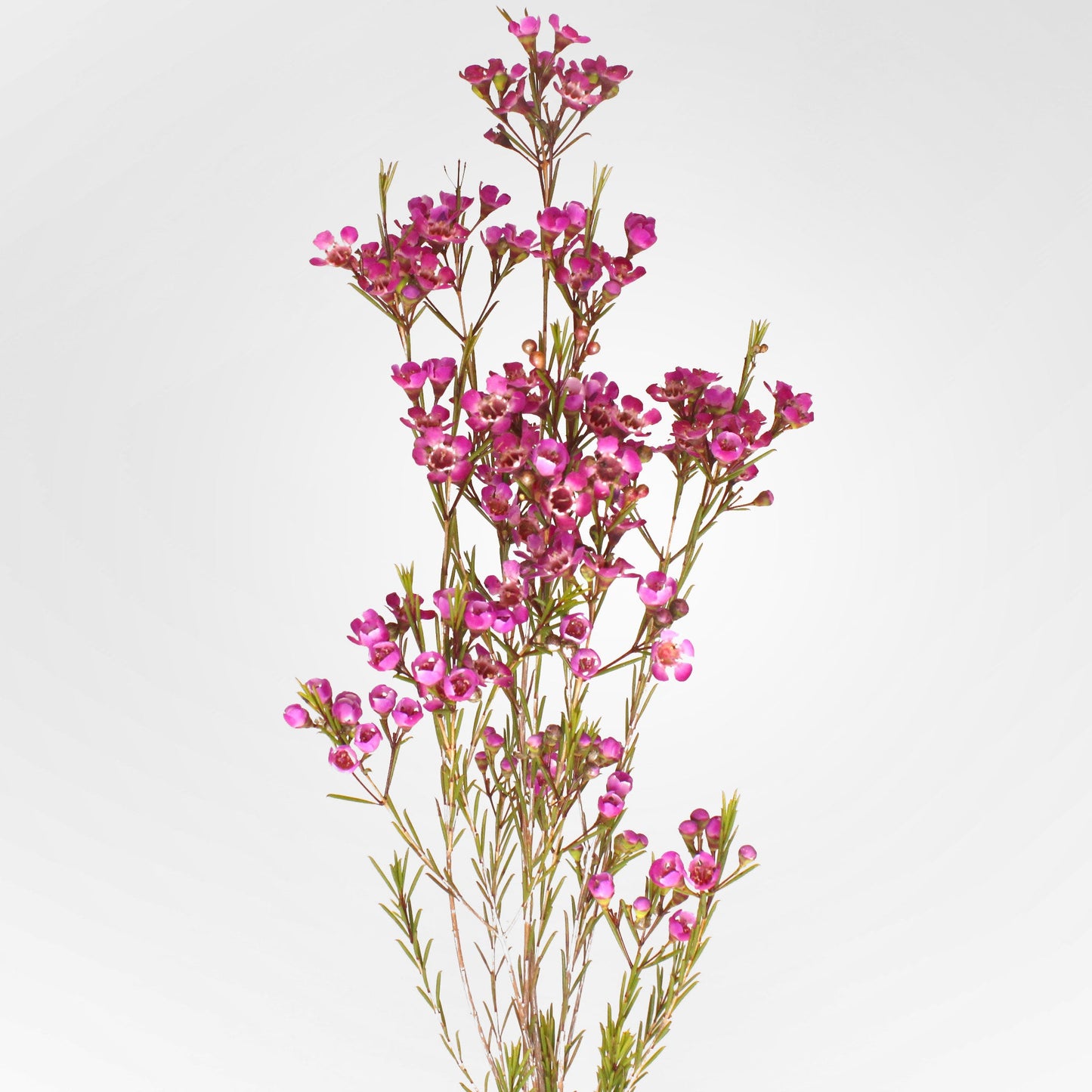 Wax Fleuressence