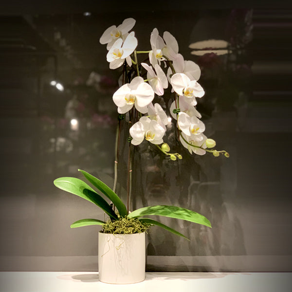 White Double Stemmed Cascading Phalaenopsis Orchid Fleuressence