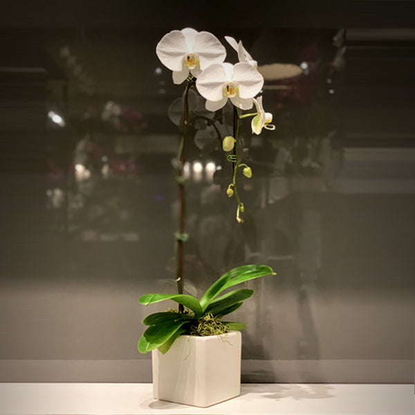 White Single Stemmed Cascading Phalaenopsis Orchid Fleuressence