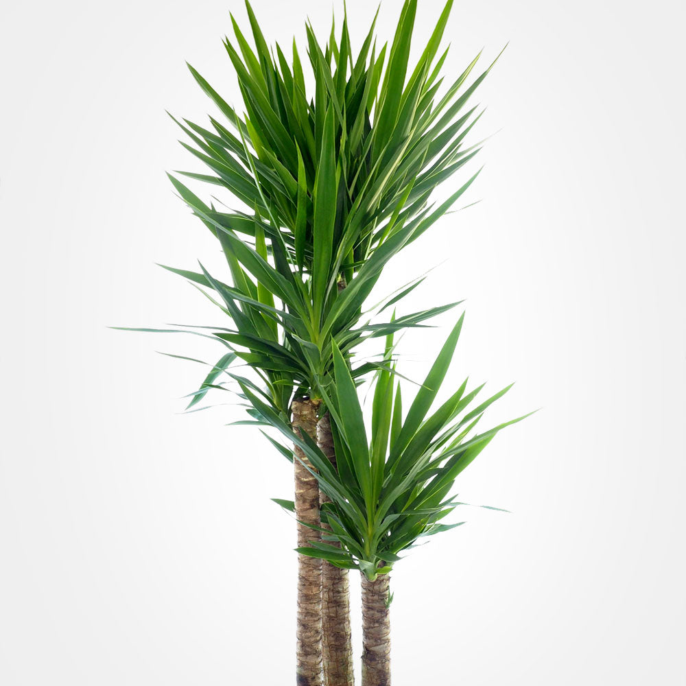 Yucca Cane Fleuressence