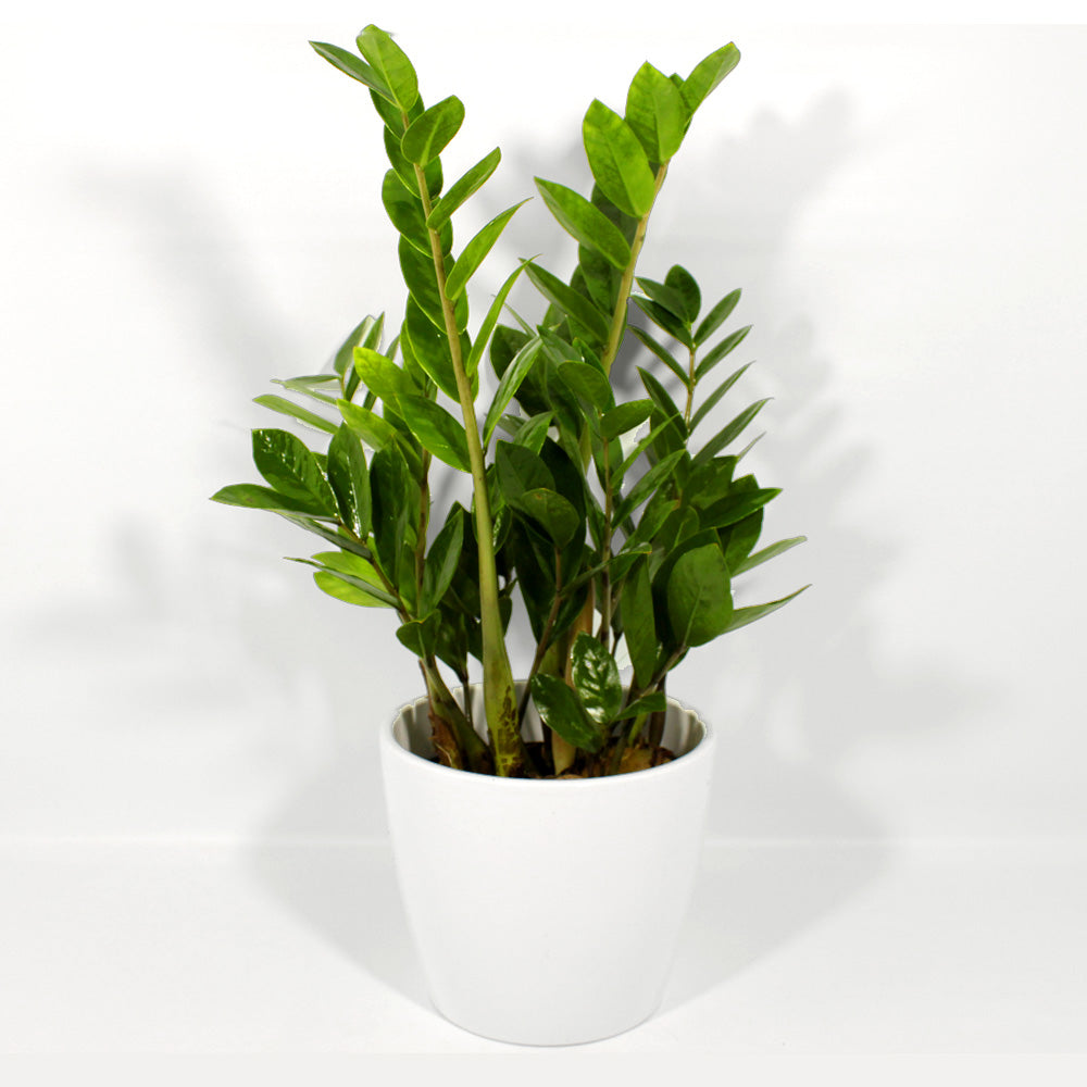 ZZ Plant Fleuressence