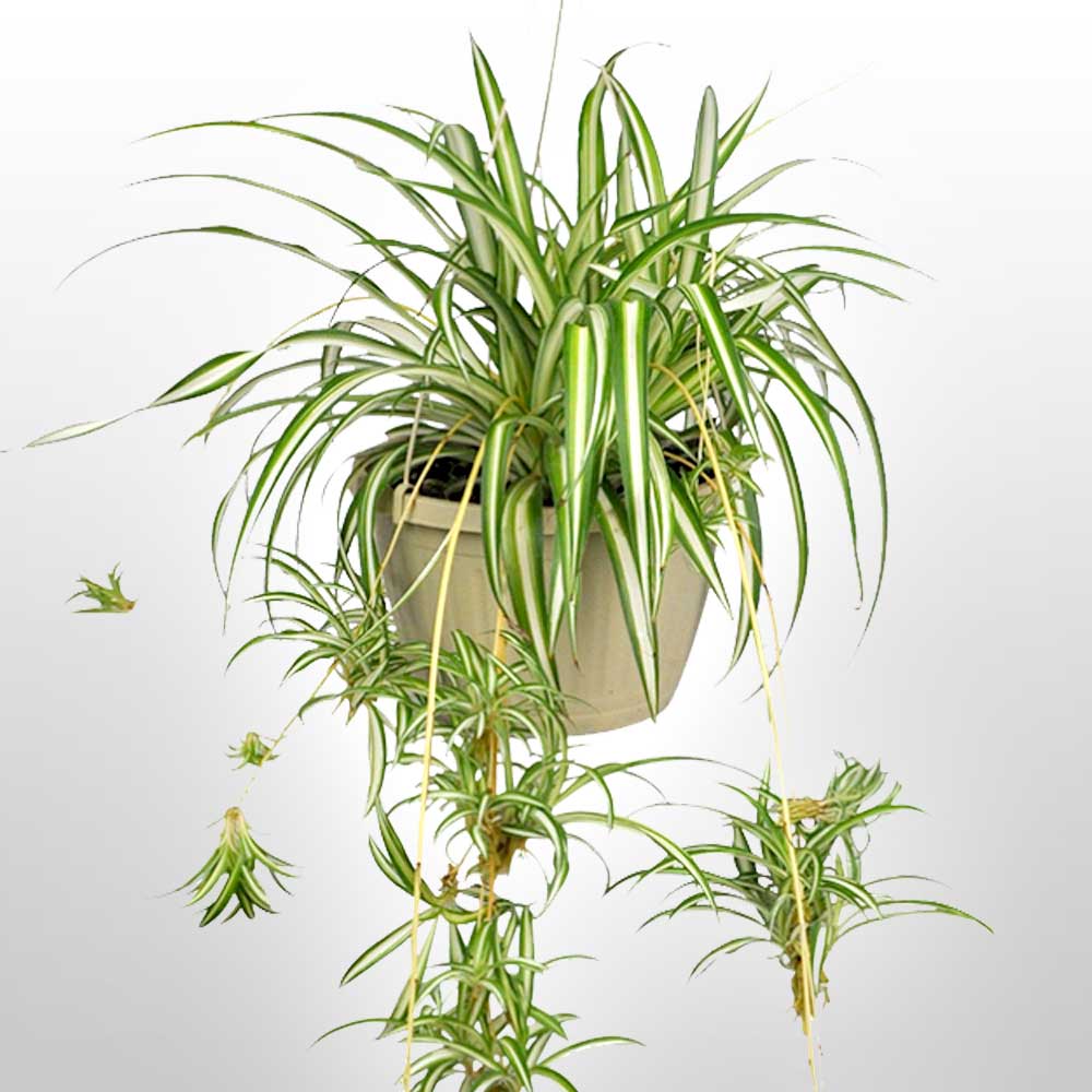 Spider Plant Fleuressence