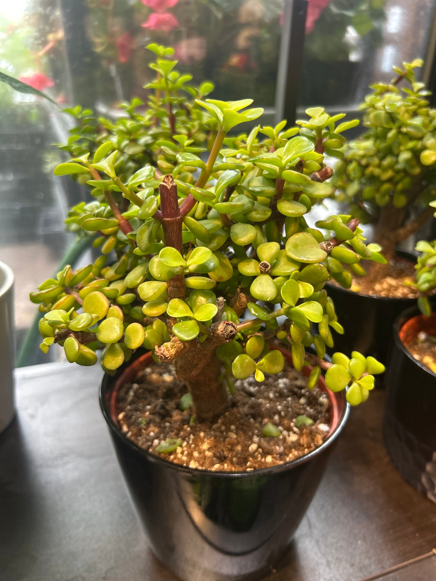 Portulacaria