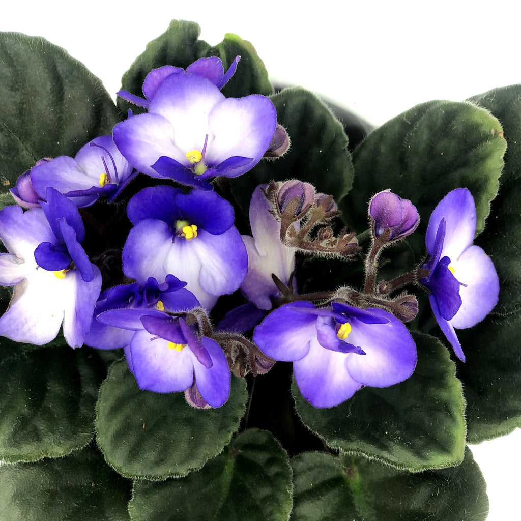 African Violet 4" Fleuressence 