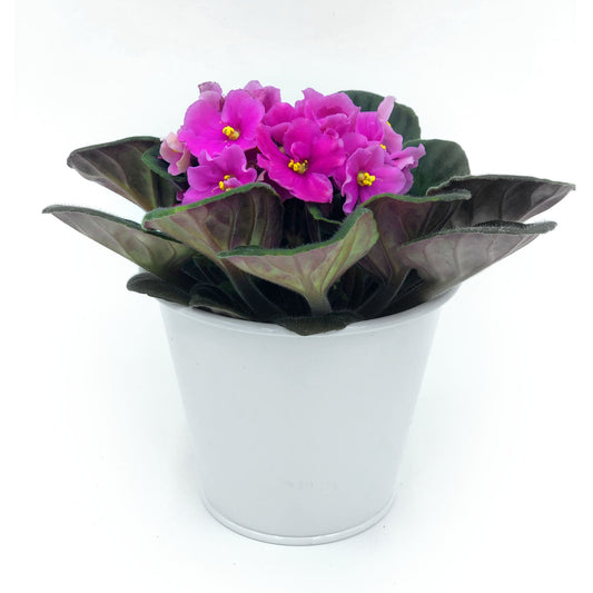 African Violet 4" Fleuressence 