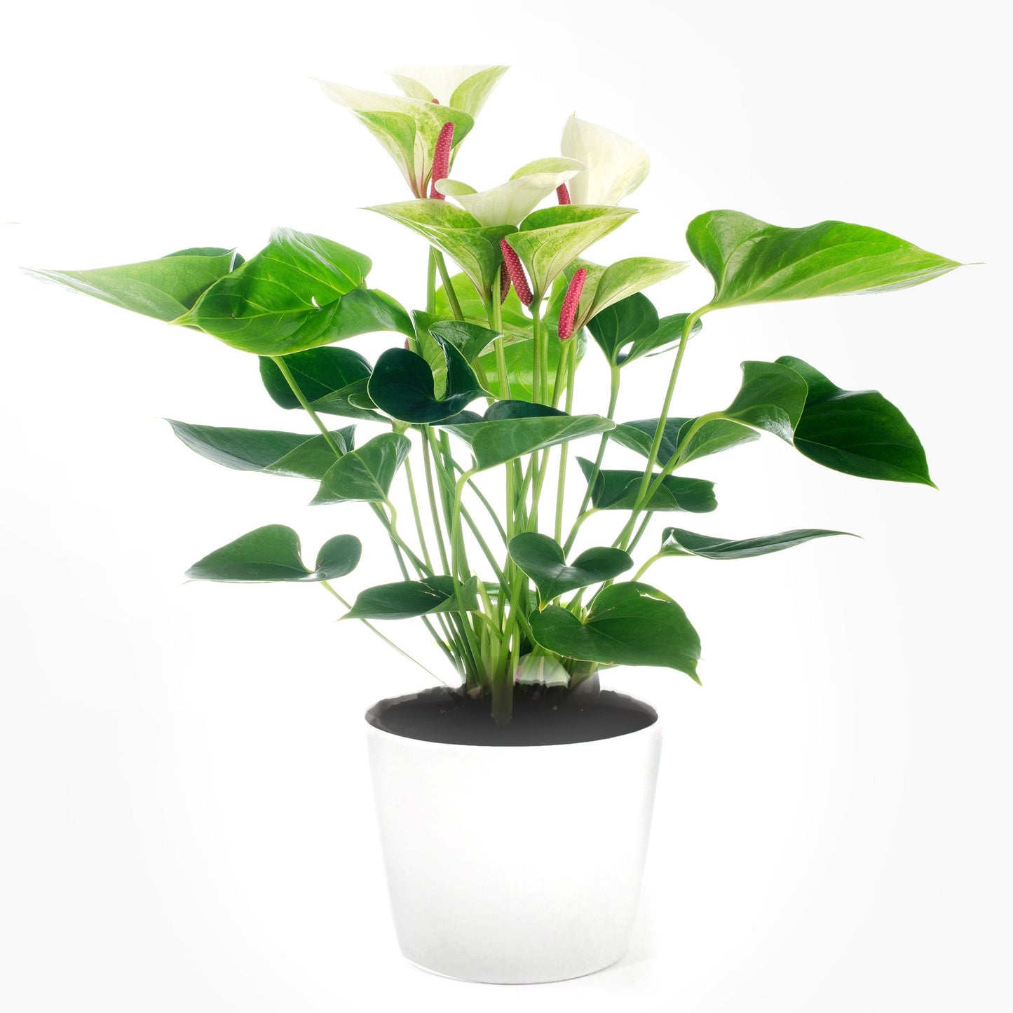 Anthurium Fleuressence 