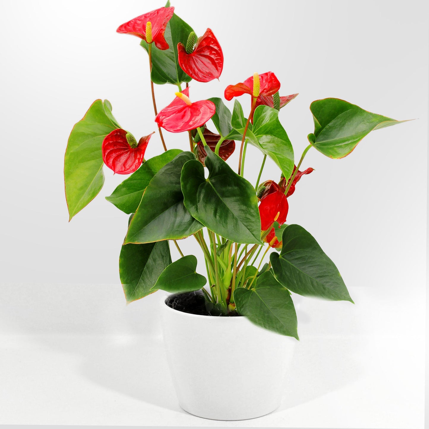 Anthurium Fleuressence 